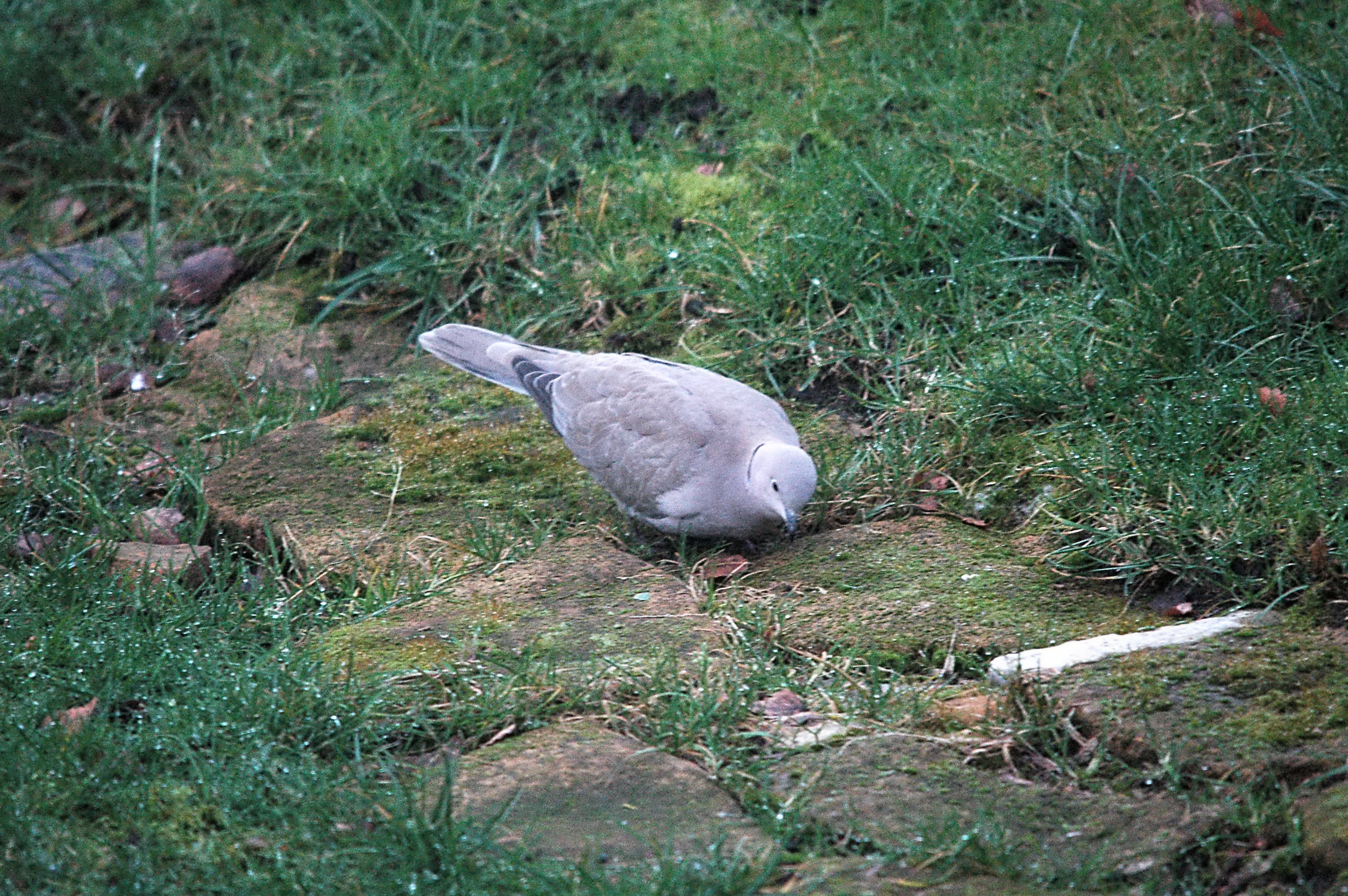photos/wildlife/Bird_Species/073-Pigeons-Doves/1843-Eurasian_Collared-Dove/dsc_1643.jpg