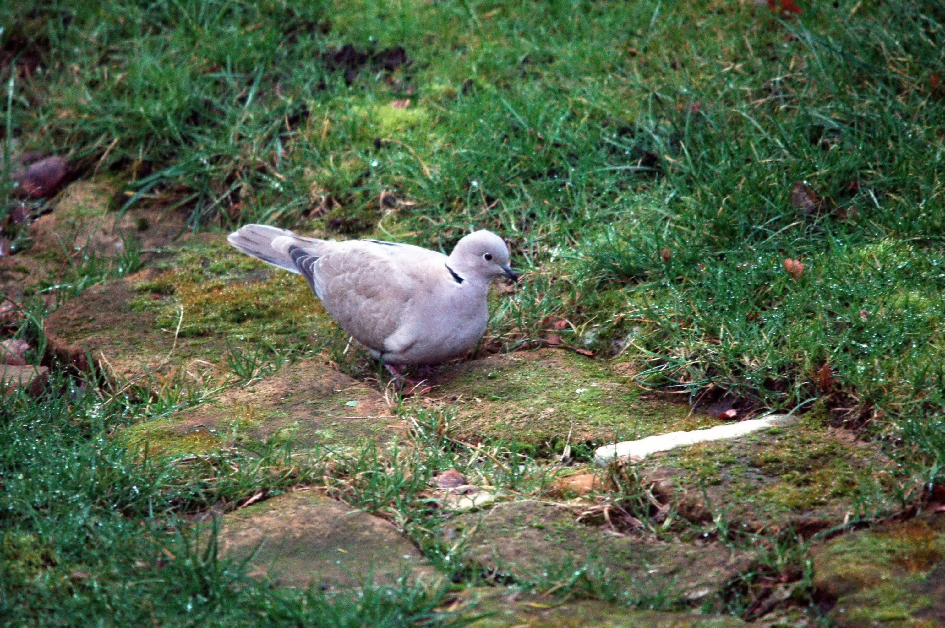 photos/wildlife/Bird_Species/073-Pigeons-Doves/1843-Eurasian_Collared-Dove/dsc_1644.jpg