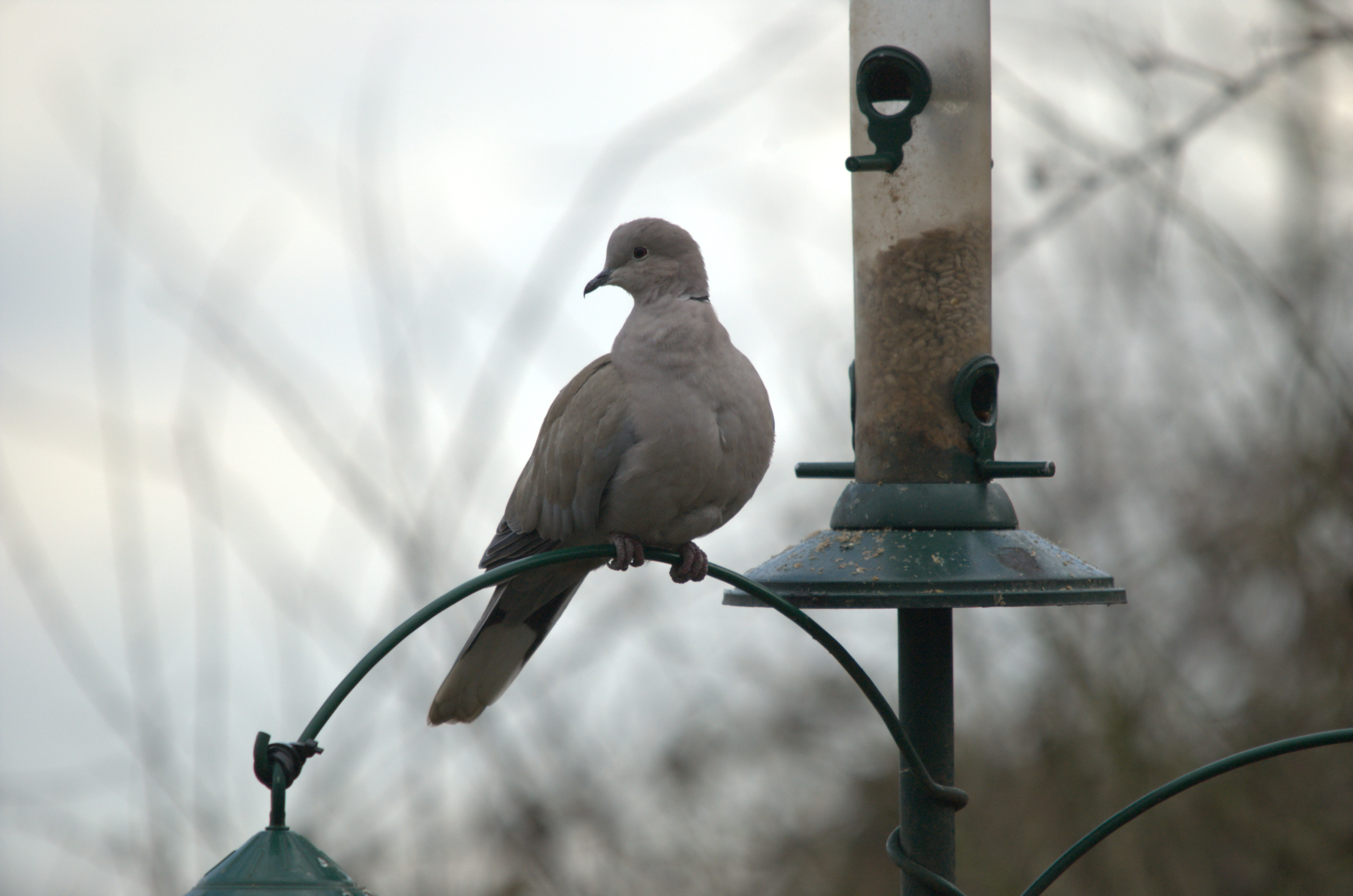 photos/wildlife/Bird_Species/073-Pigeons-Doves/1843-Eurasian_Collared-Dove/dsc_1847.jpeg