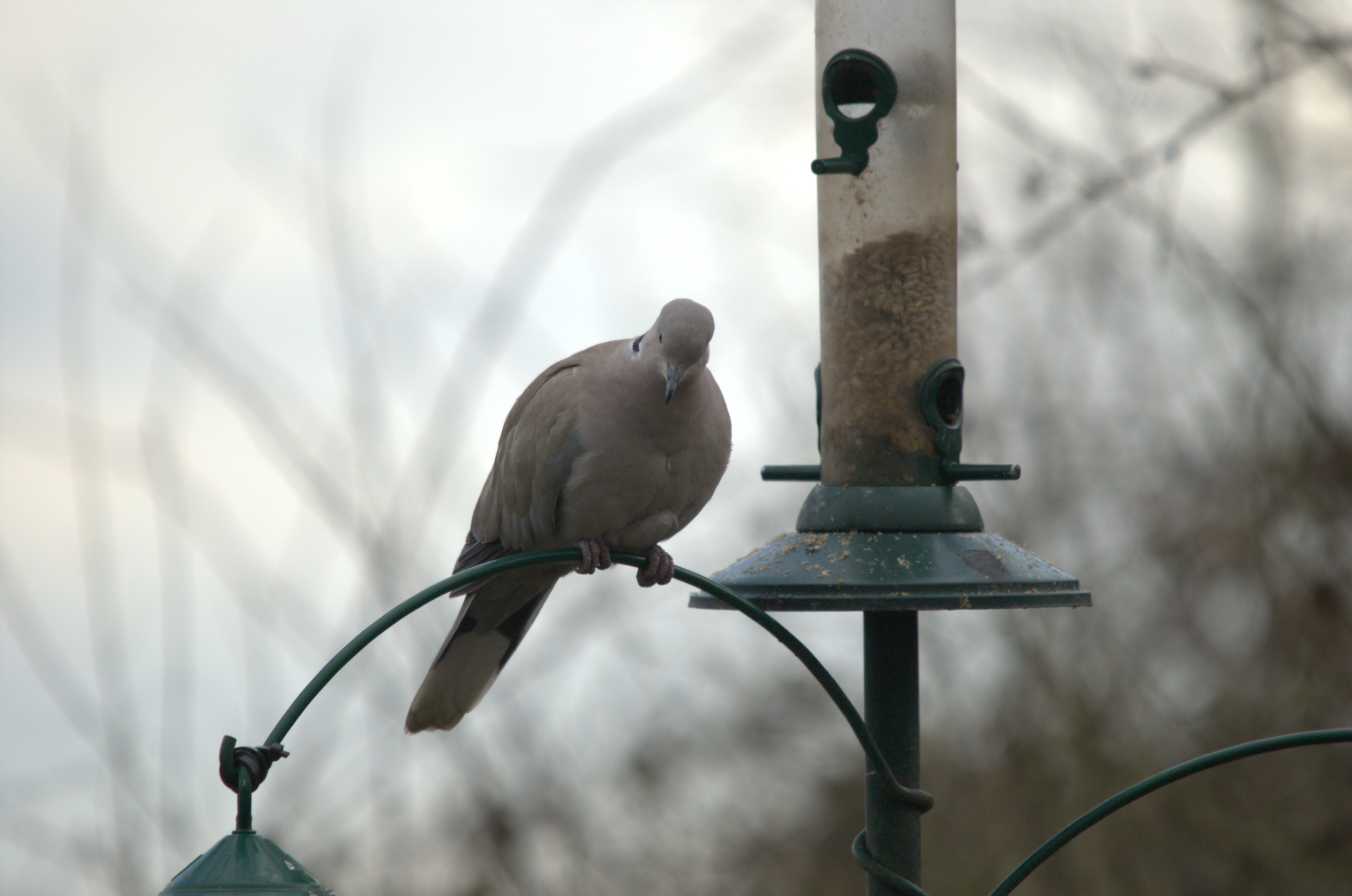 photos/wildlife/Bird_Species/073-Pigeons-Doves/1843-Eurasian_Collared-Dove/dsc_1848.jpeg