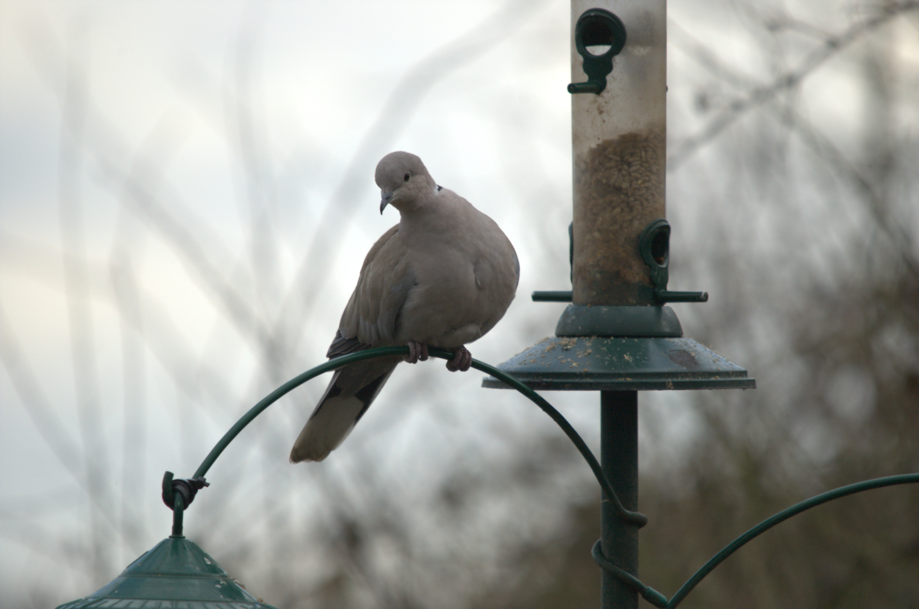 photos/wildlife/Bird_Species/073-Pigeons-Doves/1843-Eurasian_Collared-Dove/dsc_1849.jpeg