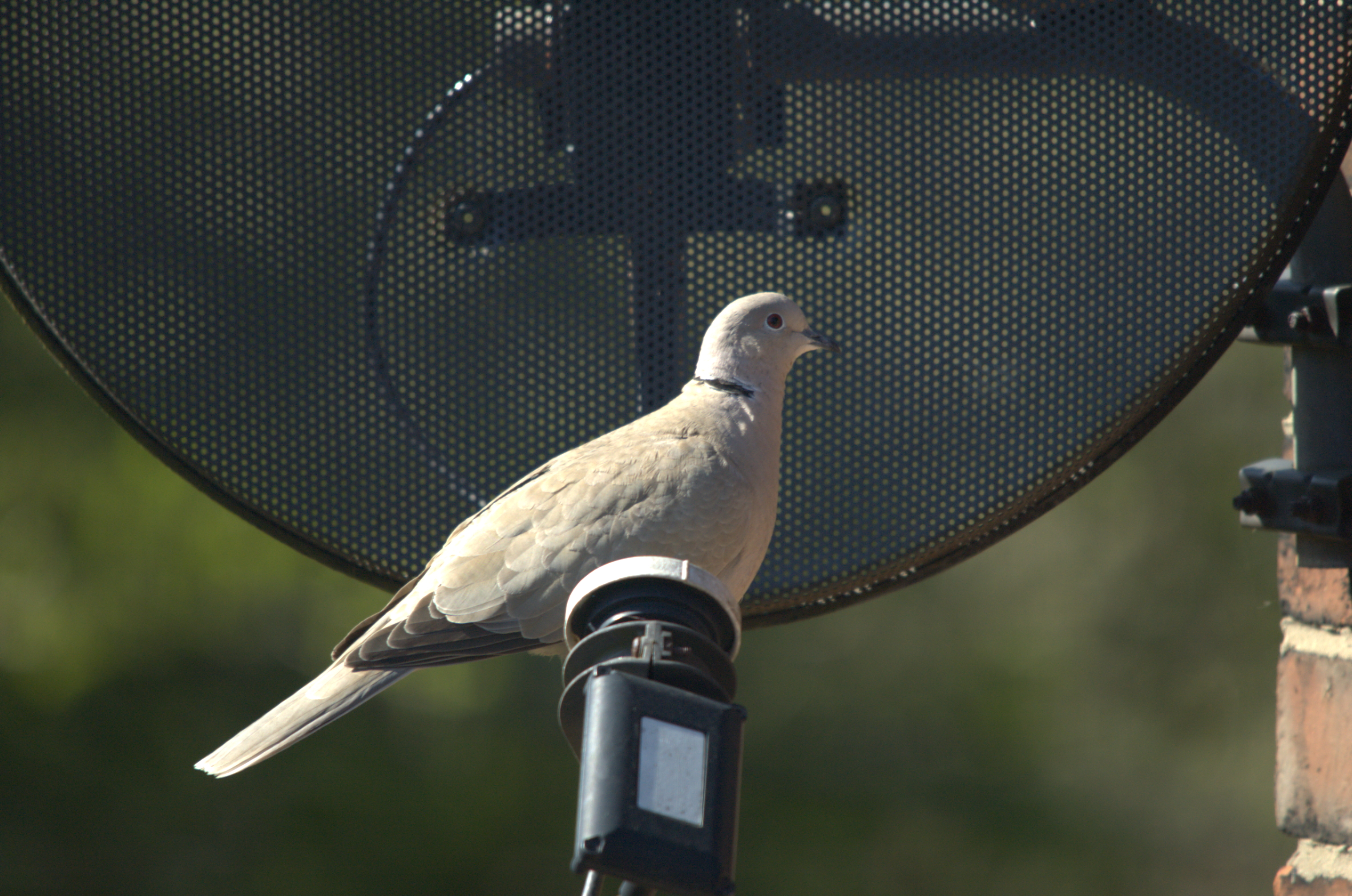 photos/wildlife/Bird_Species/073-Pigeons-Doves/1843-Eurasian_Collared-Dove/dsc_2047.jpeg
