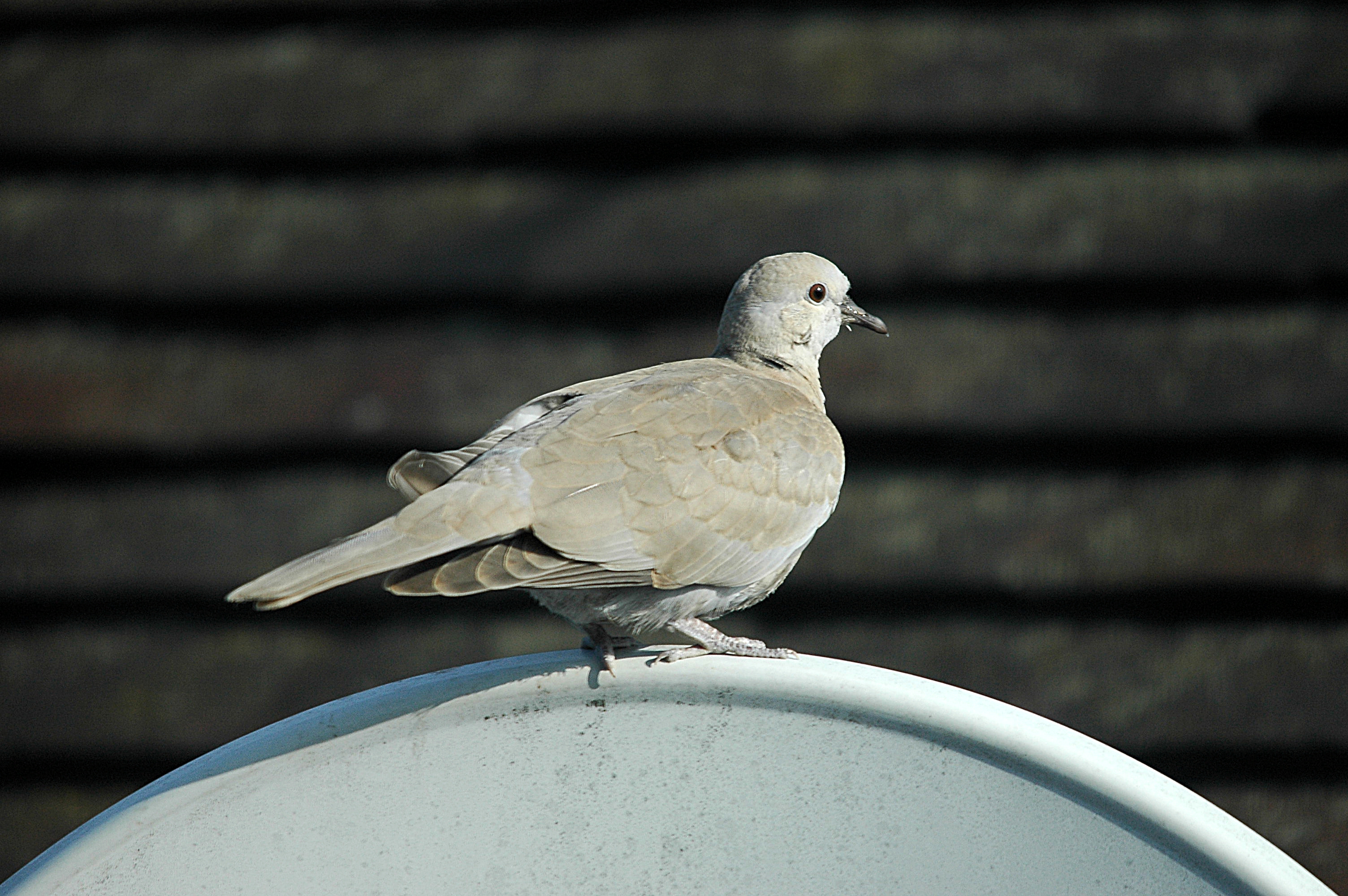 photos/wildlife/Bird_Species/073-Pigeons-Doves/1843-Eurasian_Collared-Dove/dsc_2686.jpg