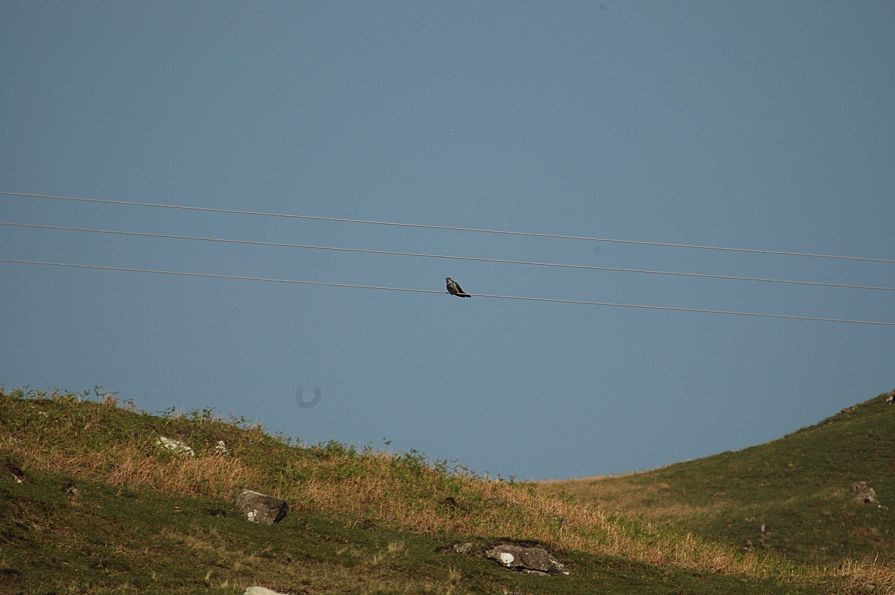 photos/wildlife/Bird_Species/079-Old_World_Cuckoos/2505-Common_Cuckoo/20080514-Mull-01.jpg