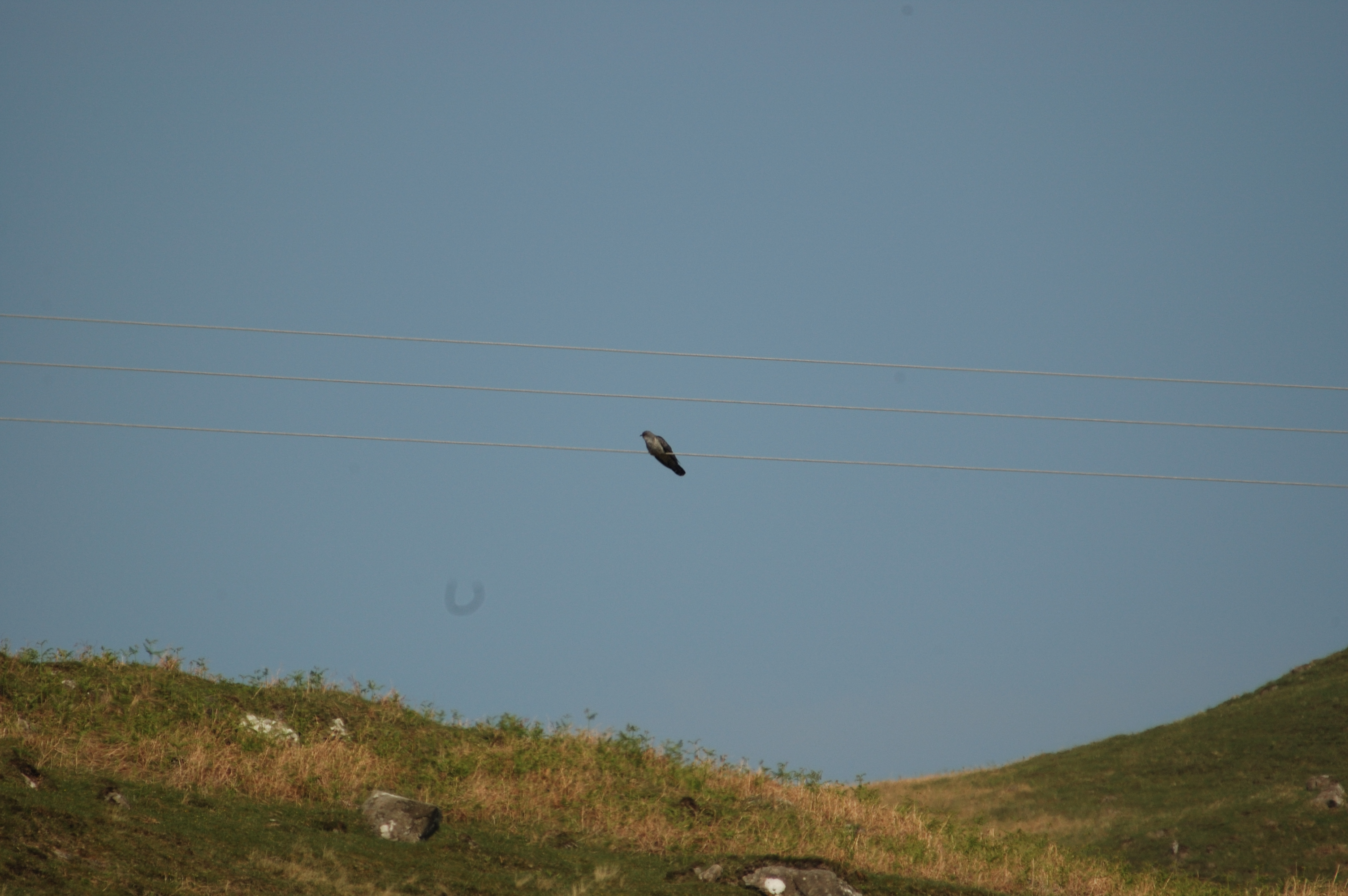 photos/wildlife/Bird_Species/079-Old_World_Cuckoos/2505-Common_Cuckoo/20080514-Mull-02.jpg