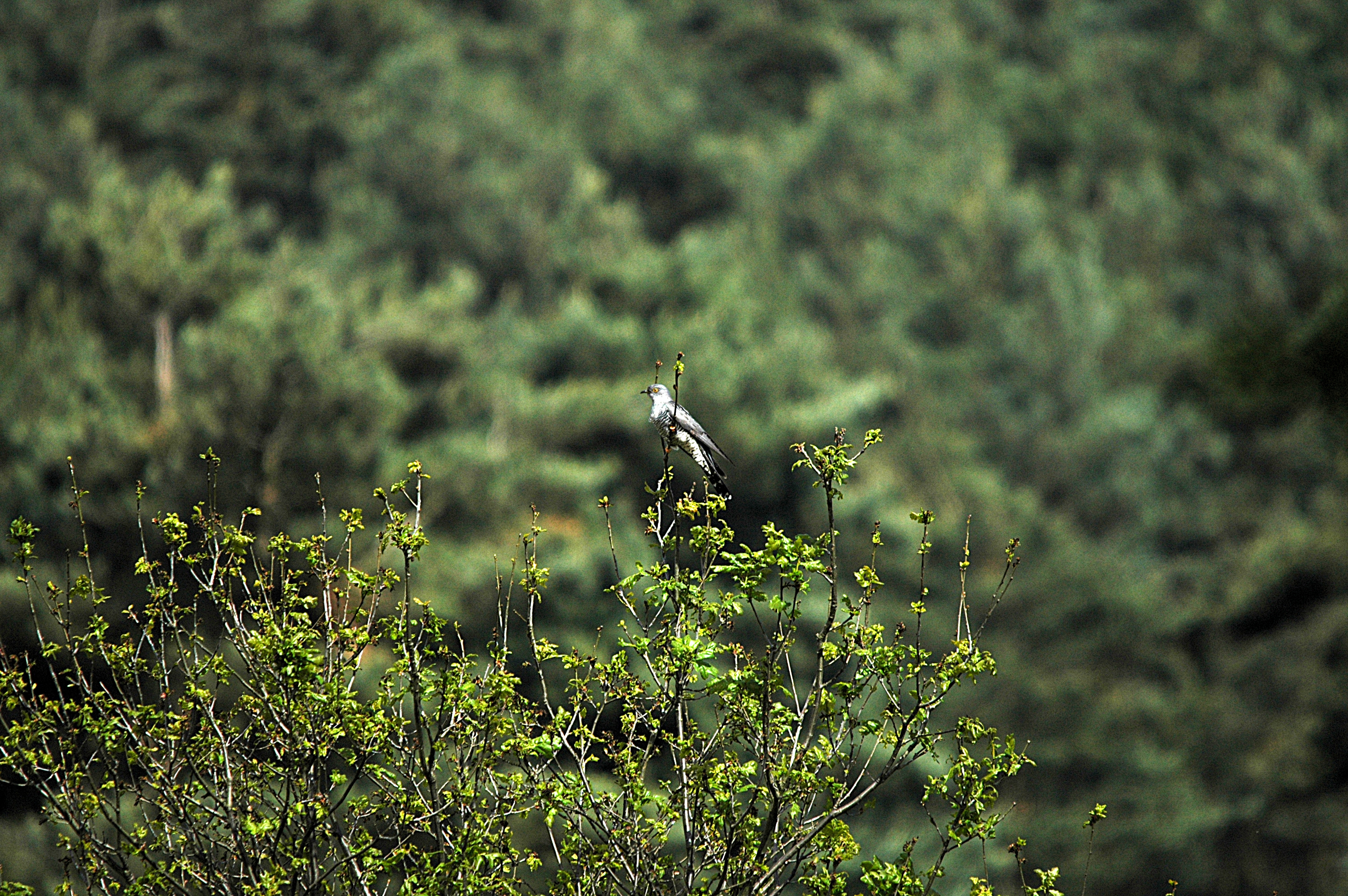 photos/wildlife/Bird_Species/079-Old_World_Cuckoos/2505-Common_Cuckoo/DSC_5836.JPG