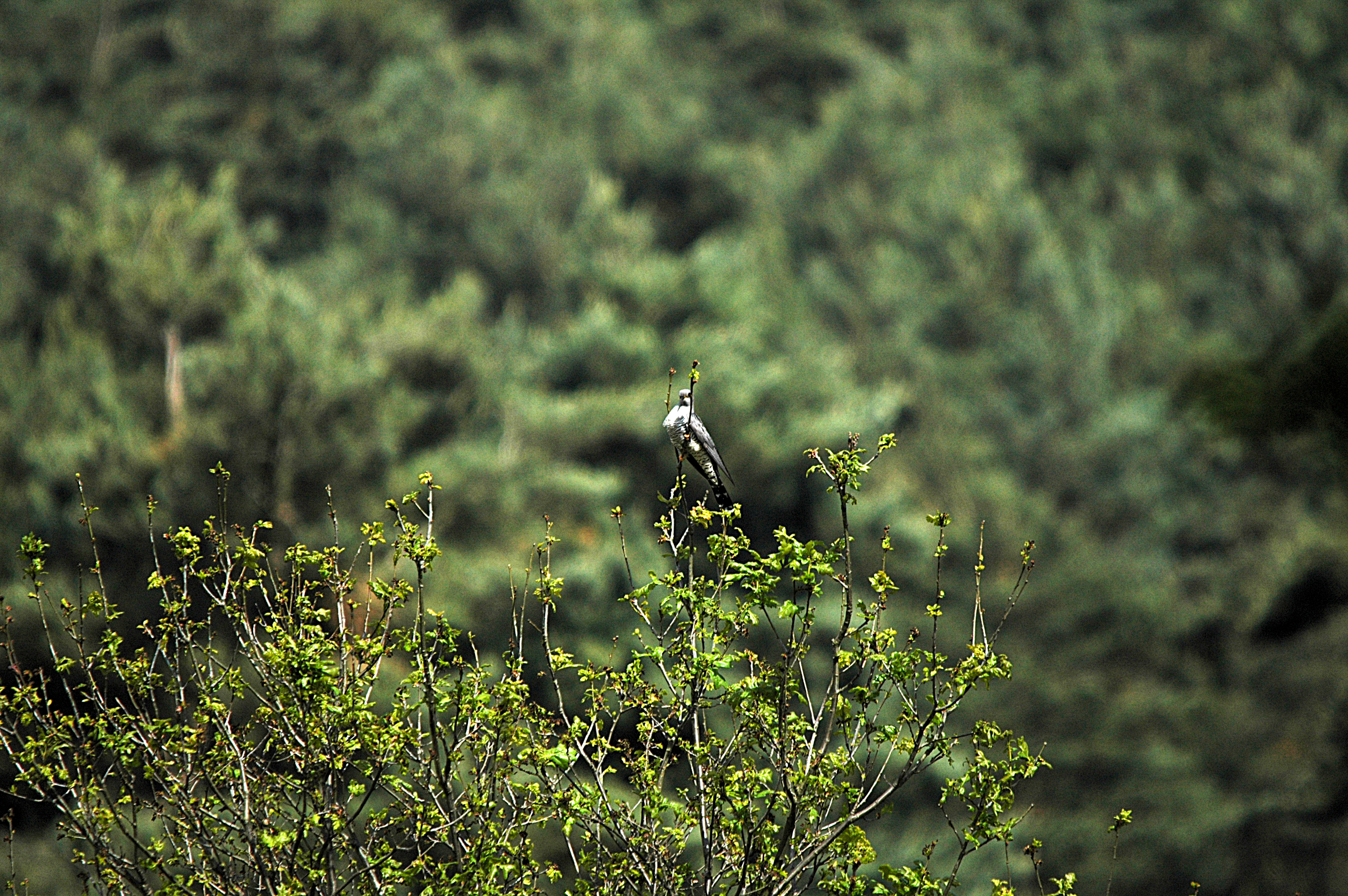 photos/wildlife/Bird_Species/079-Old_World_Cuckoos/2505-Common_Cuckoo/DSC_5839.JPG