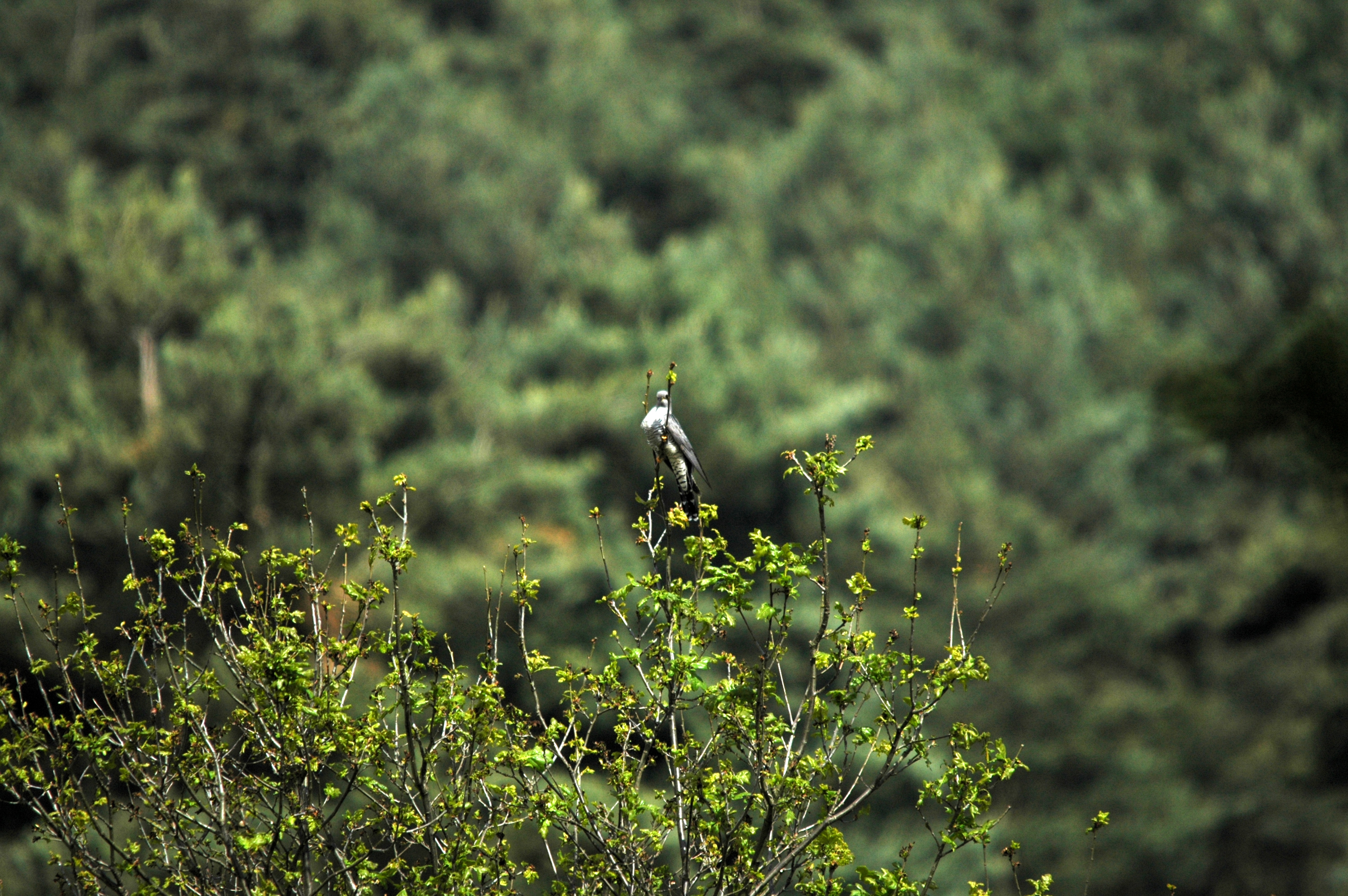photos/wildlife/Bird_Species/079-Old_World_Cuckoos/2505-Common_Cuckoo/DSC_5840.JPG