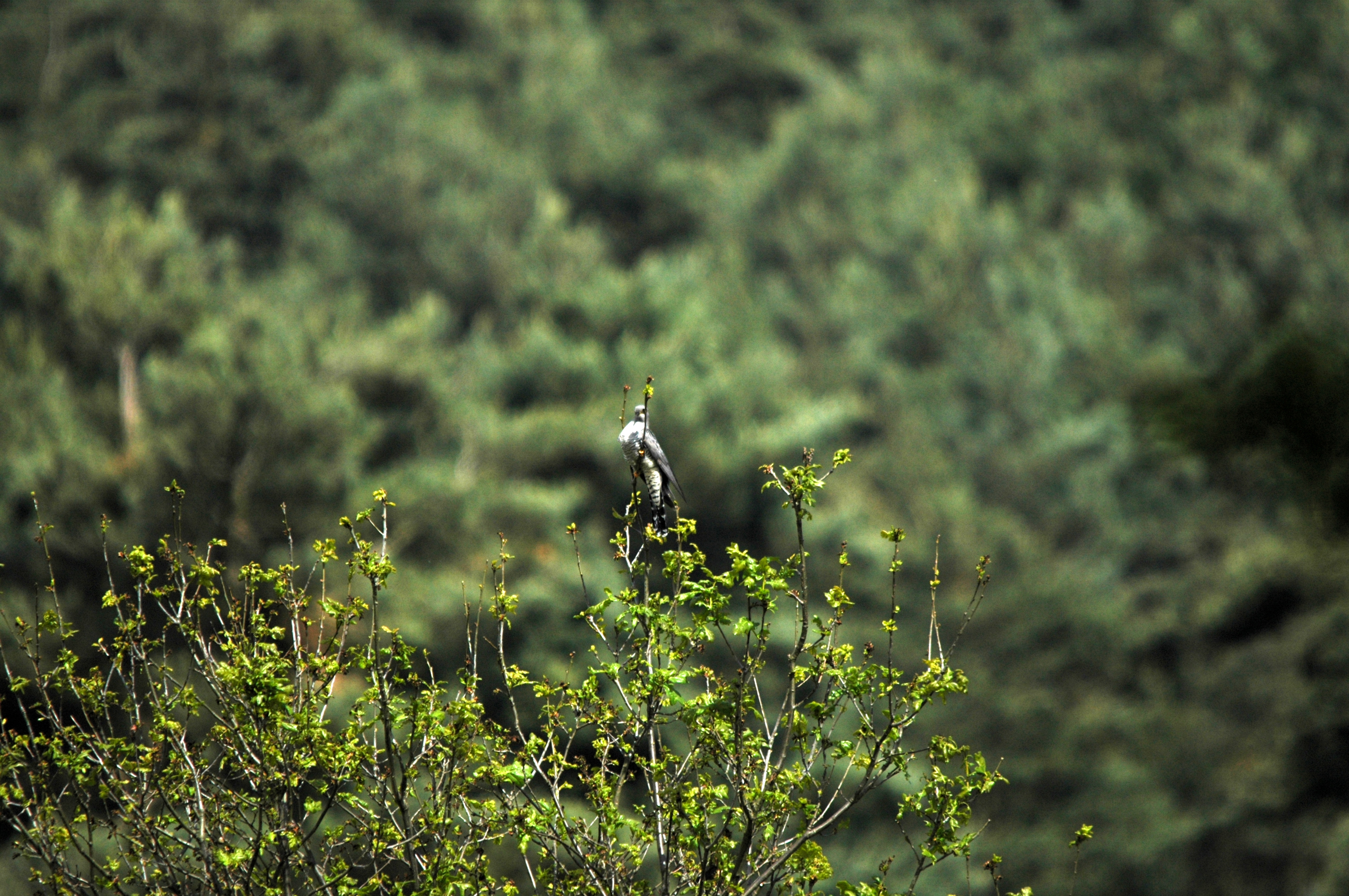 photos/wildlife/Bird_Species/079-Old_World_Cuckoos/2505-Common_Cuckoo/DSC_5841.JPG