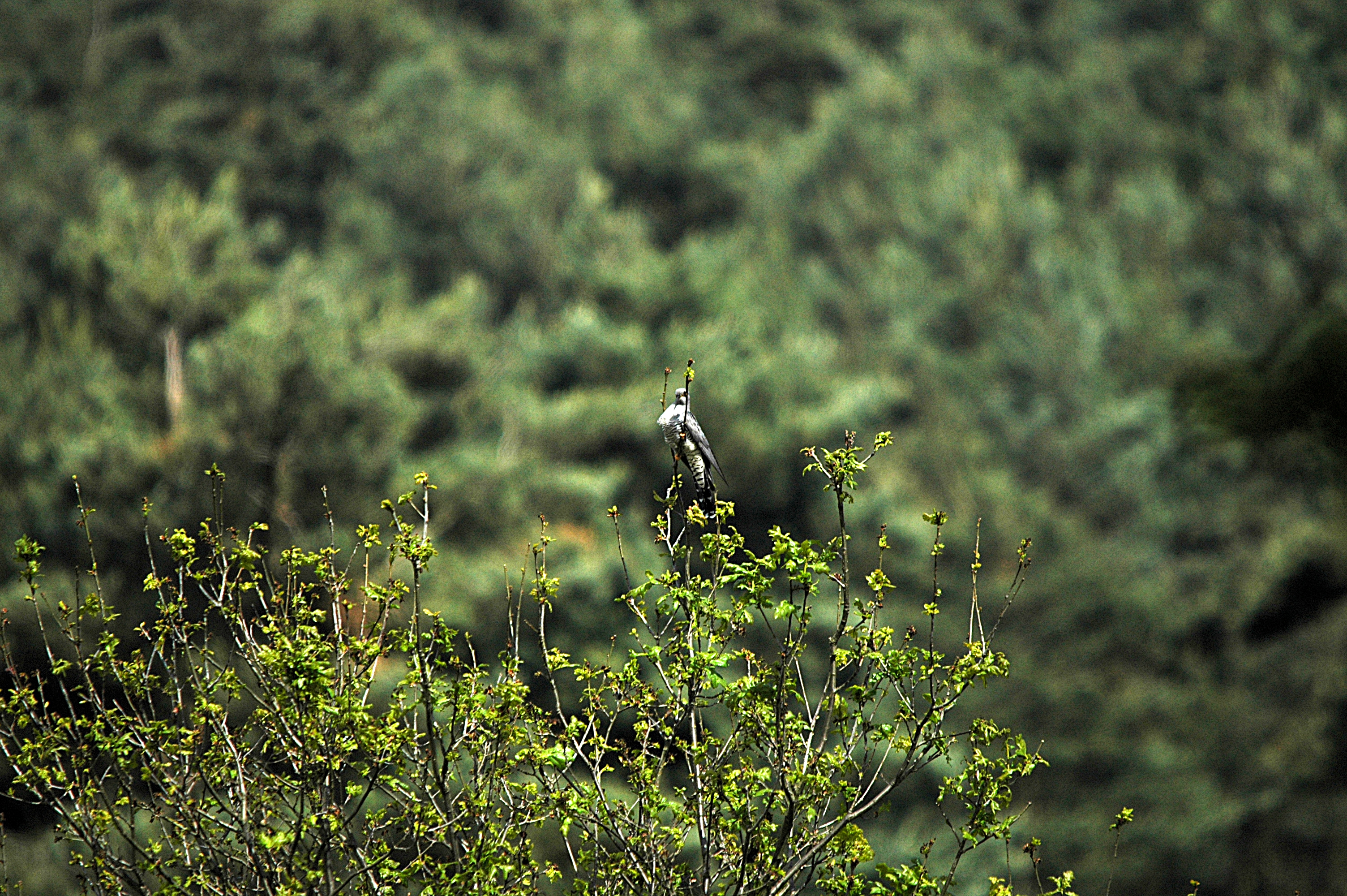 photos/wildlife/Bird_Species/079-Old_World_Cuckoos/2505-Common_Cuckoo/DSC_5842.JPG
