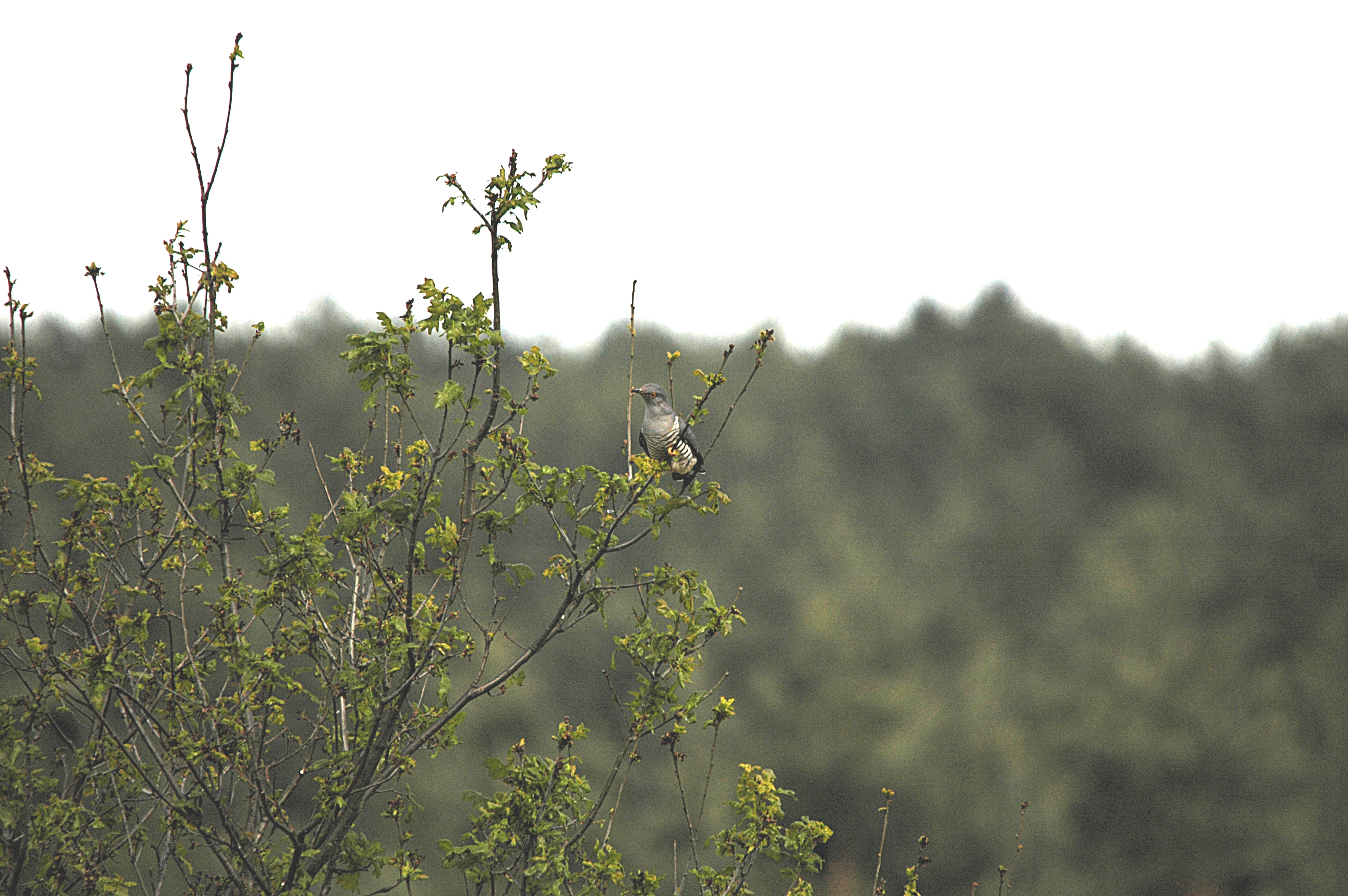 photos/wildlife/Bird_Species/079-Old_World_Cuckoos/2505-Common_Cuckoo/DSC_5845.JPG