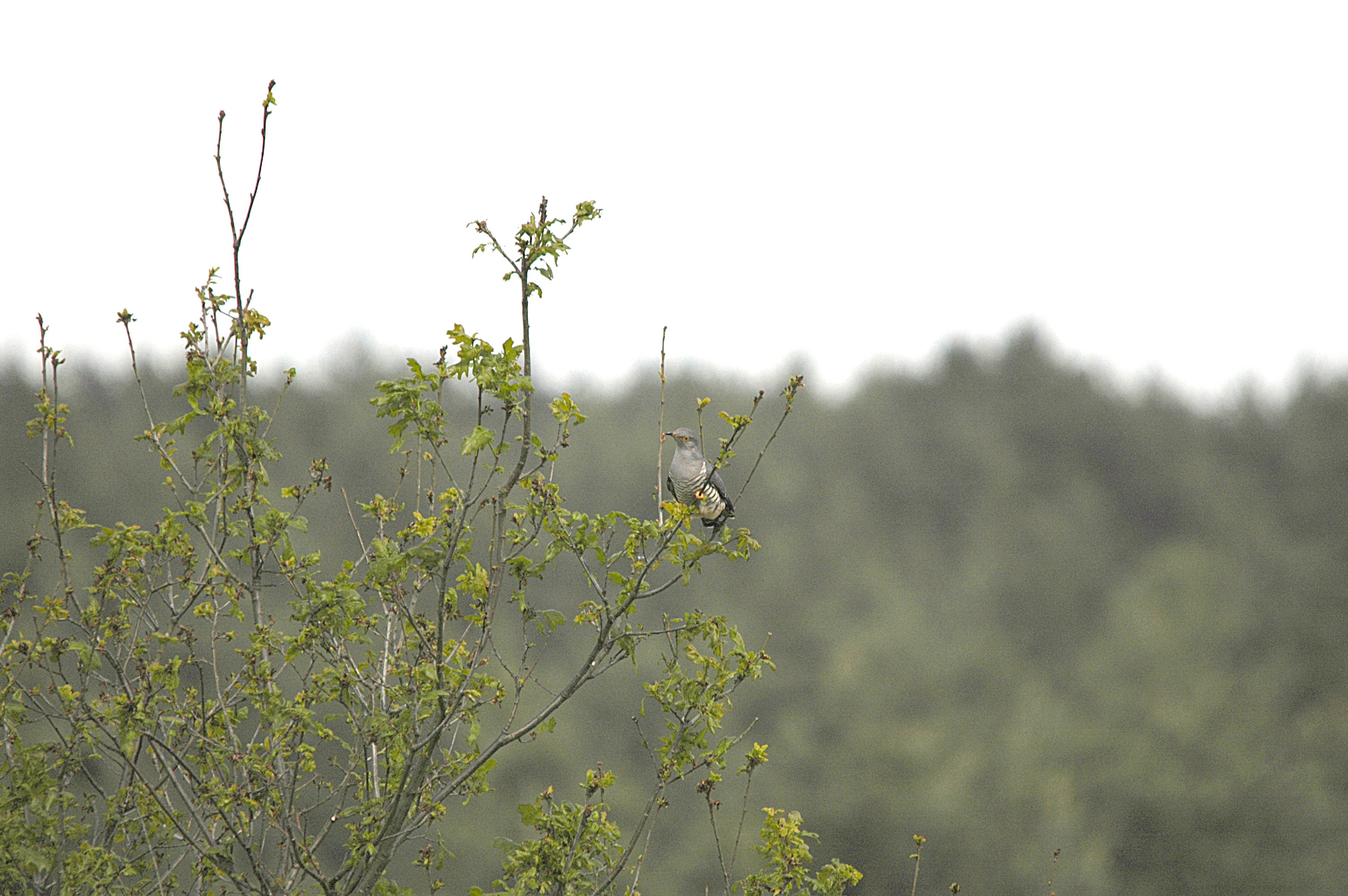 photos/wildlife/Bird_Species/079-Old_World_Cuckoos/2505-Common_Cuckoo/DSC_5846.JPG