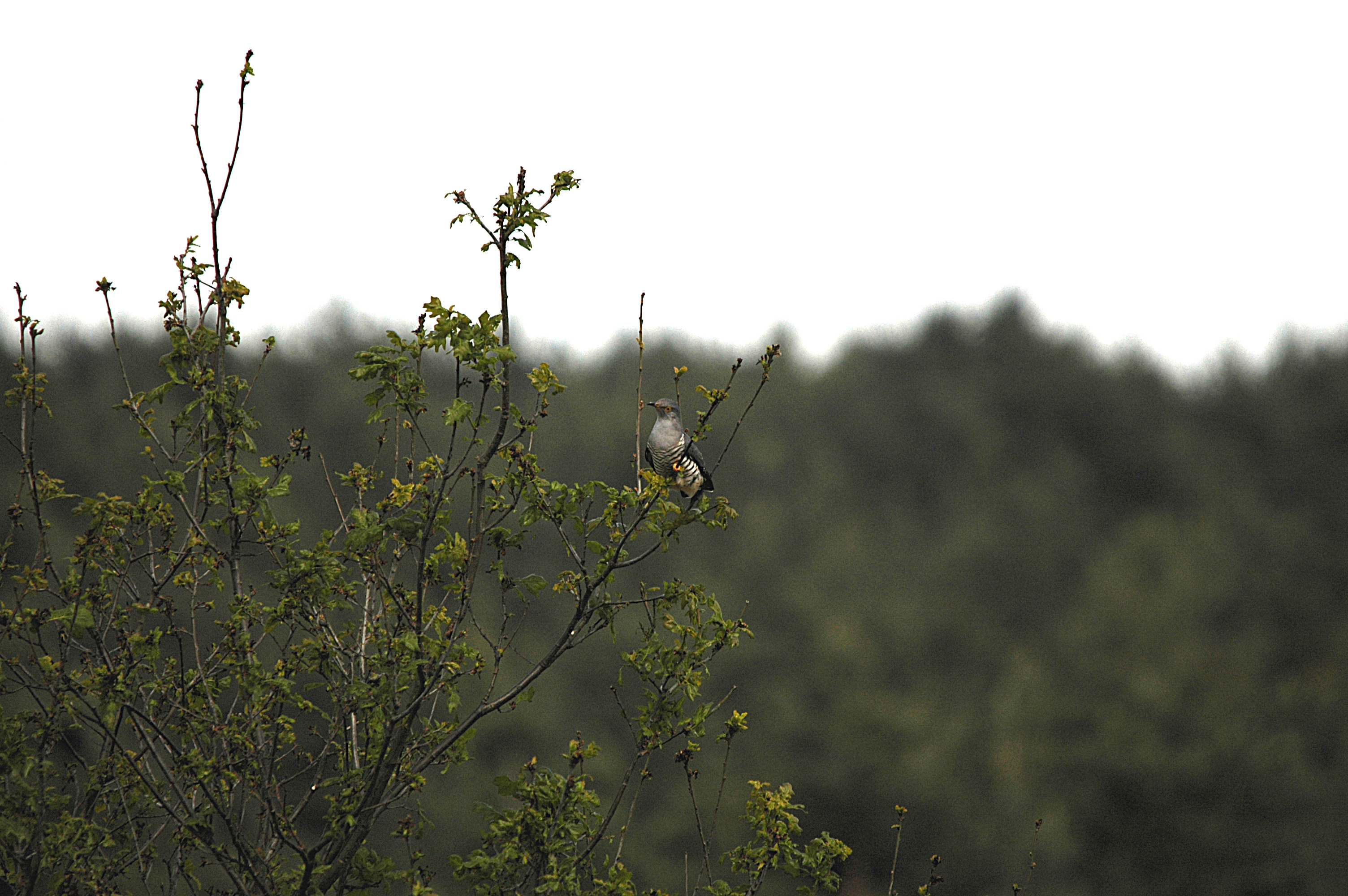 photos/wildlife/Bird_Species/079-Old_World_Cuckoos/2505-Common_Cuckoo/DSC_5847.JPG