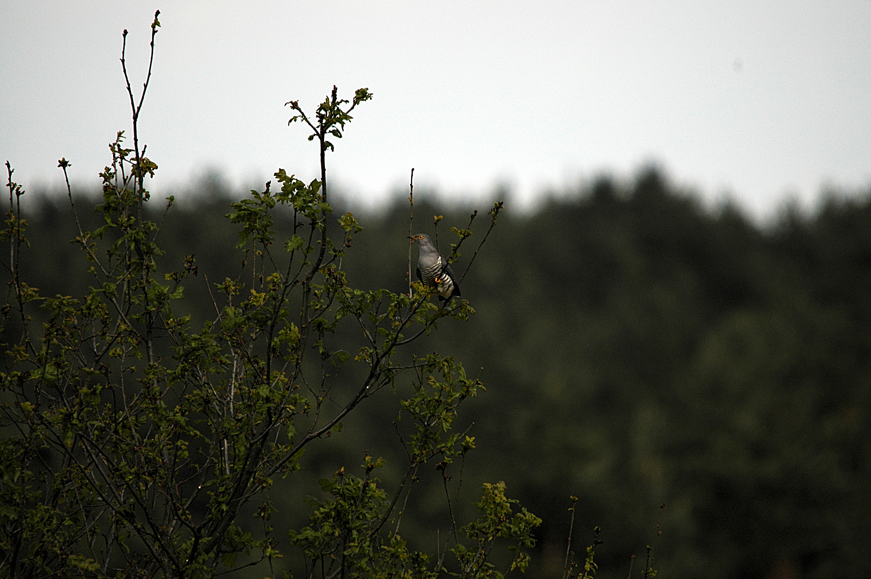photos/wildlife/Bird_Species/079-Old_World_Cuckoos/2505-Common_Cuckoo/DSC_5848.JPG