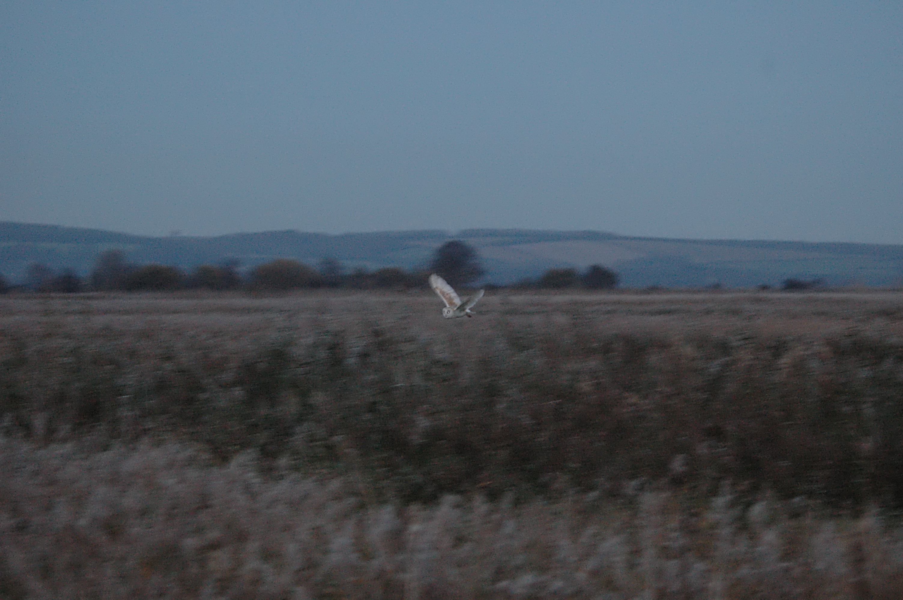photos/wildlife/Bird_Species/084-Barn-Owls/2637-Barn-Owl/dsc_1527.jpg