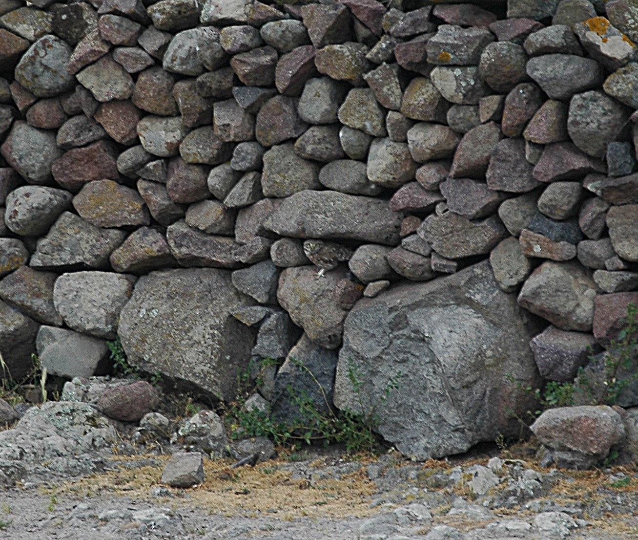 photos/wildlife/Bird_Species/085-Typical_Owls/2790-Little_Owl/20060427-Lesvos-01_sm.jpg