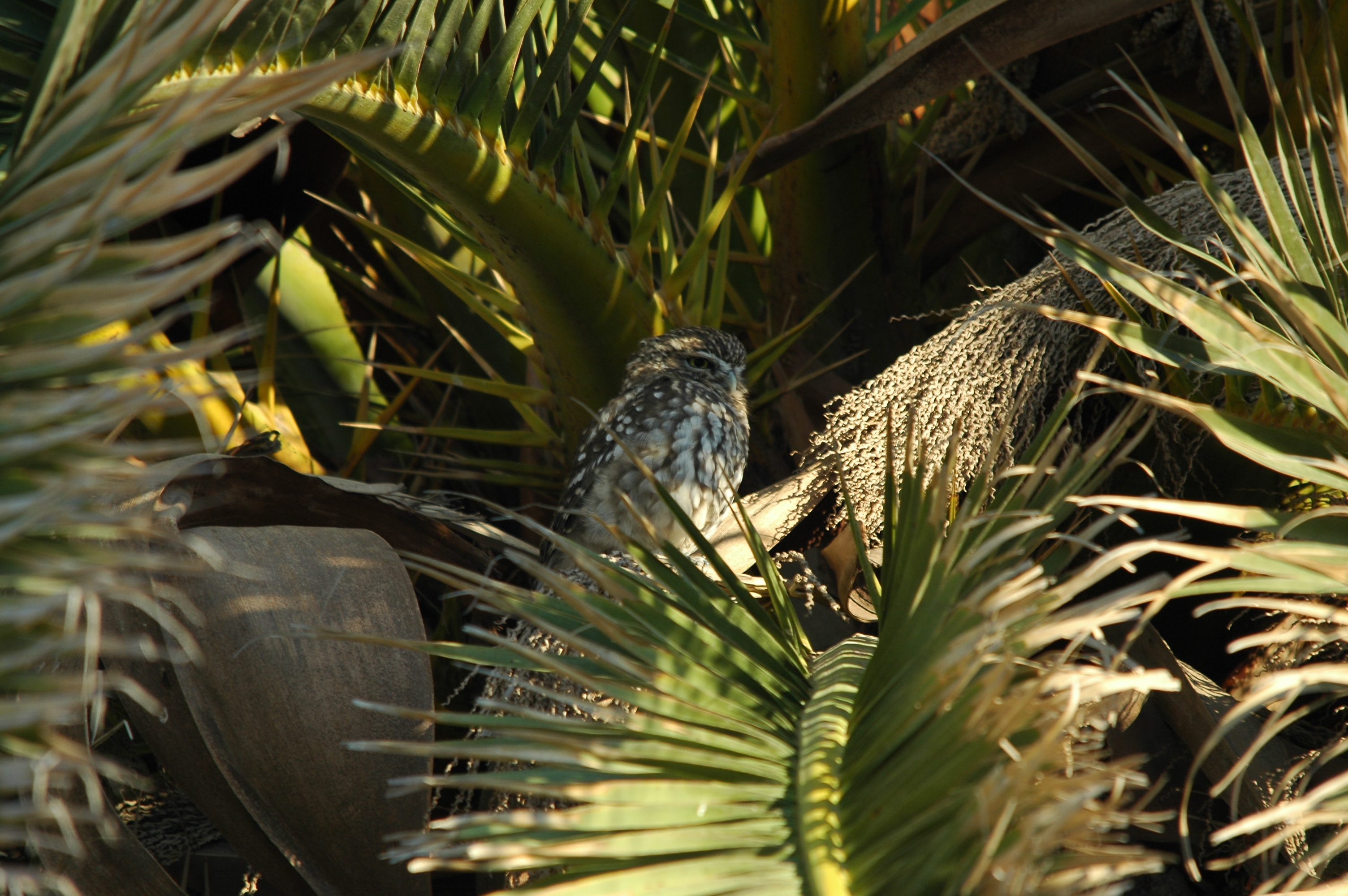 photos/wildlife/Bird_Species/085-Typical_Owls/2790-Little_Owl/20090923-Spain-04.jpg