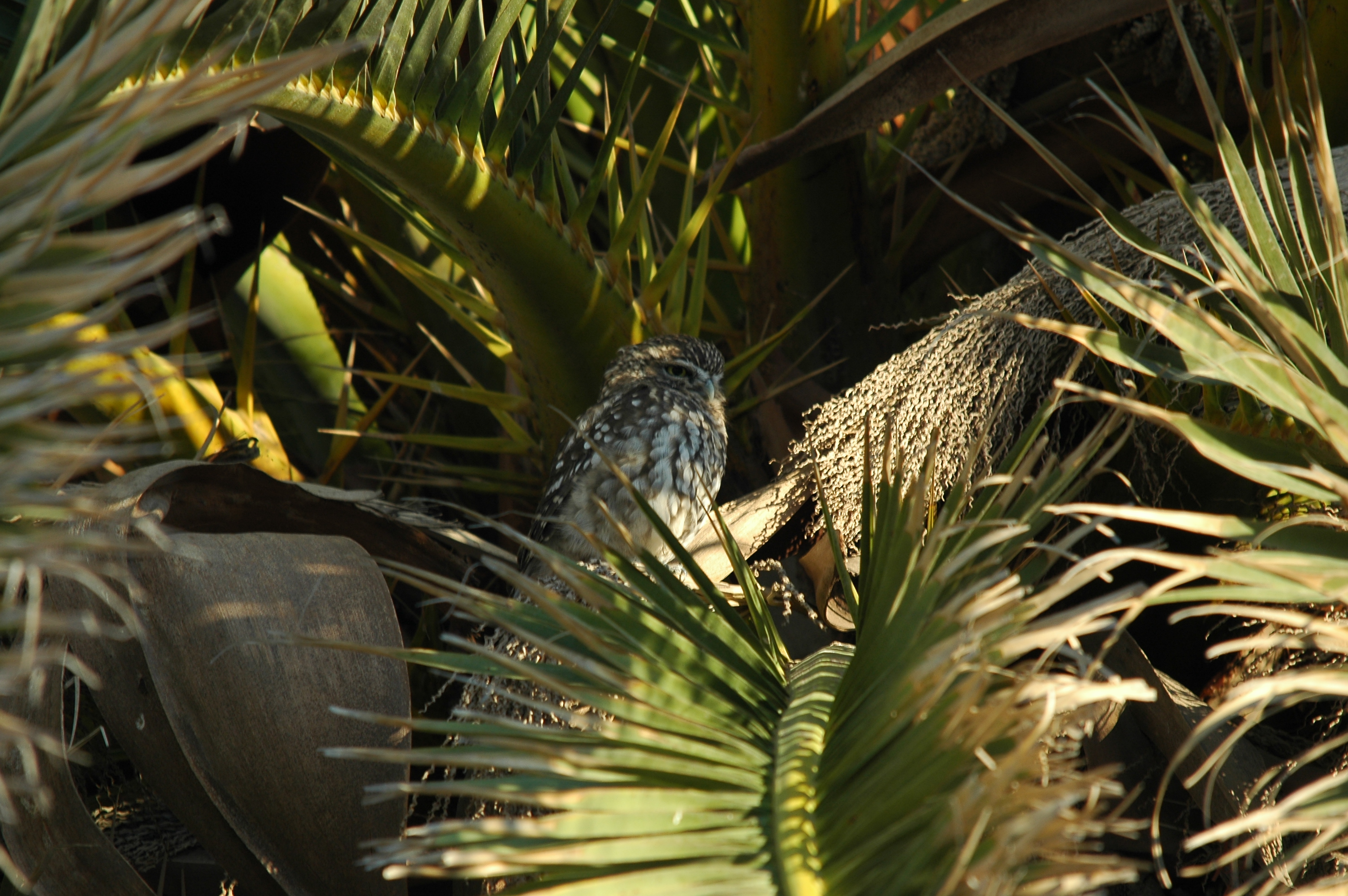 photos/wildlife/Bird_Species/085-Typical_Owls/2790-Little_Owl/20090923-Spain-05.jpg