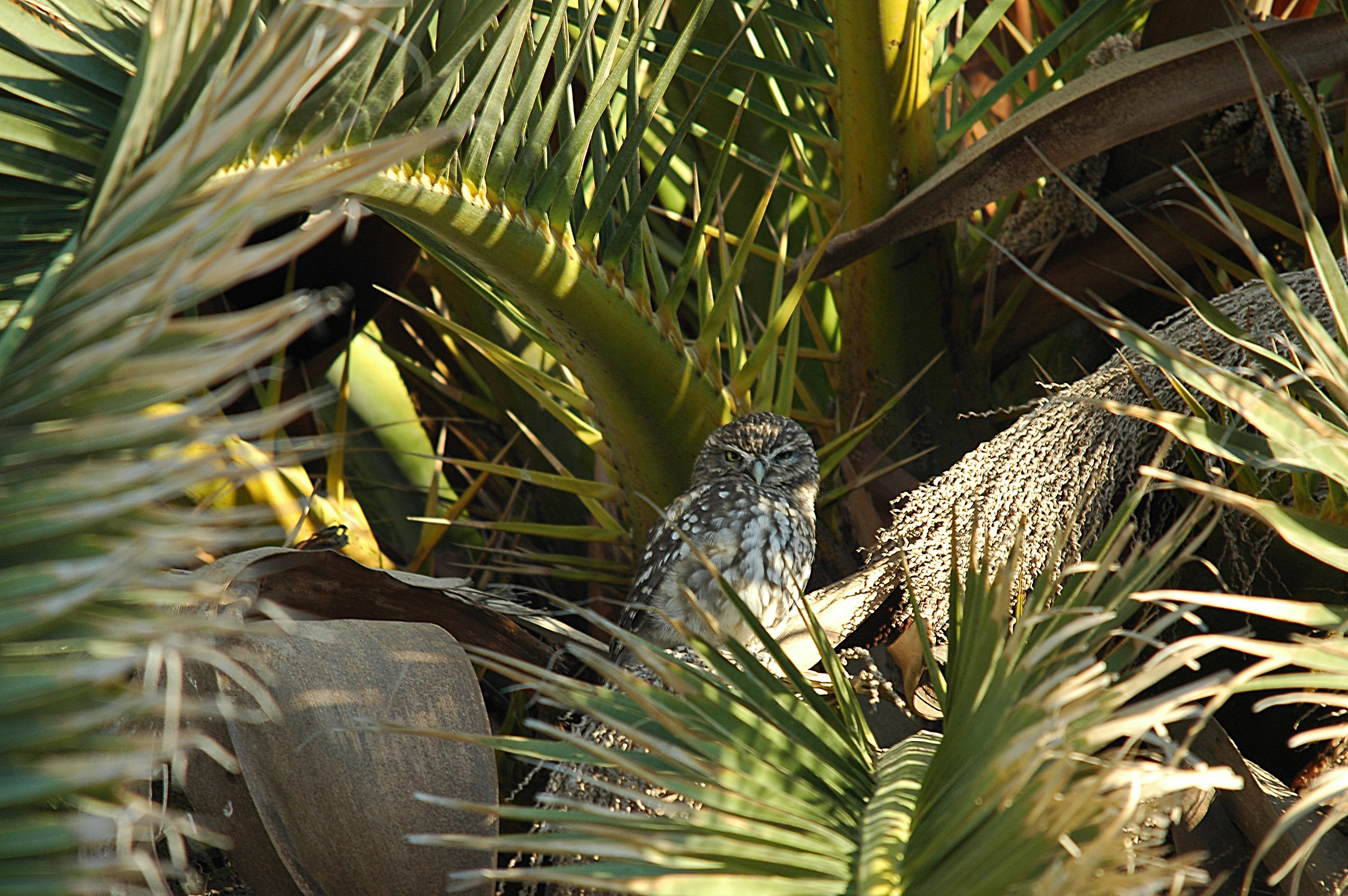 photos/wildlife/Bird_Species/085-Typical_Owls/2790-Little_Owl/20090923-Spain-06.jpg