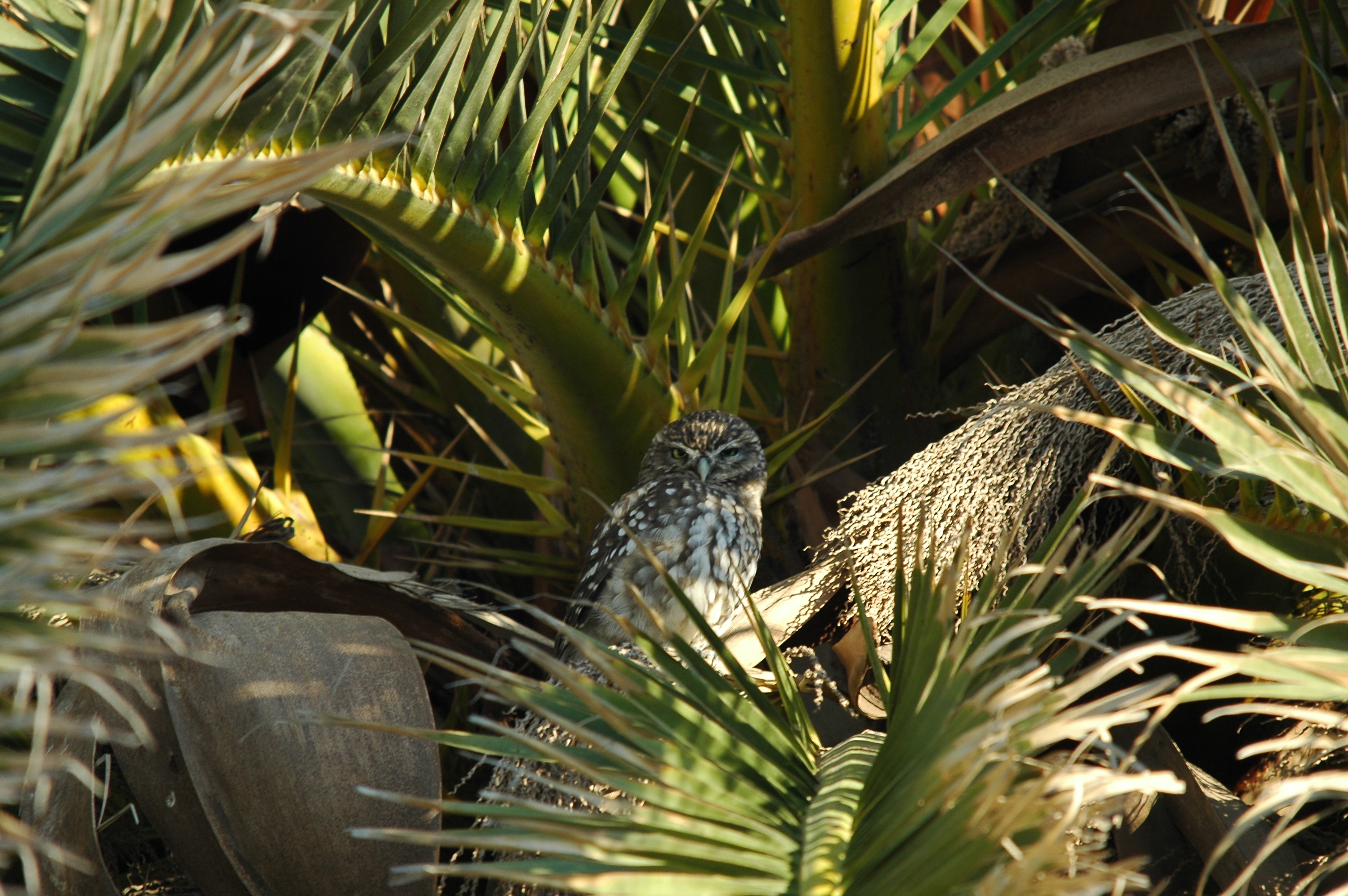 photos/wildlife/Bird_Species/085-Typical_Owls/2790-Little_Owl/20090923-Spain-07.jpg