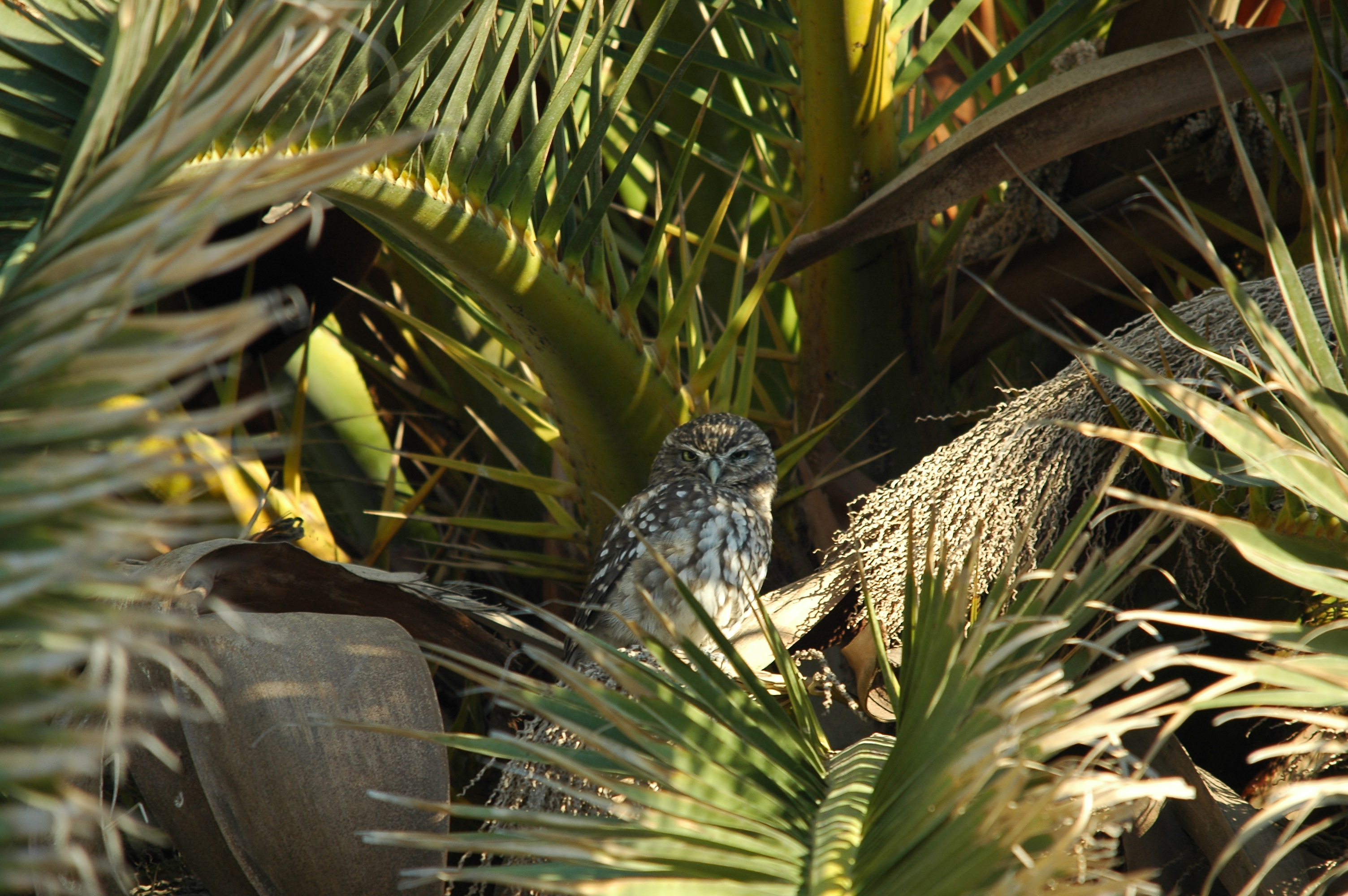 photos/wildlife/Bird_Species/085-Typical_Owls/2790-Little_Owl/20090923-Spain-08.jpg