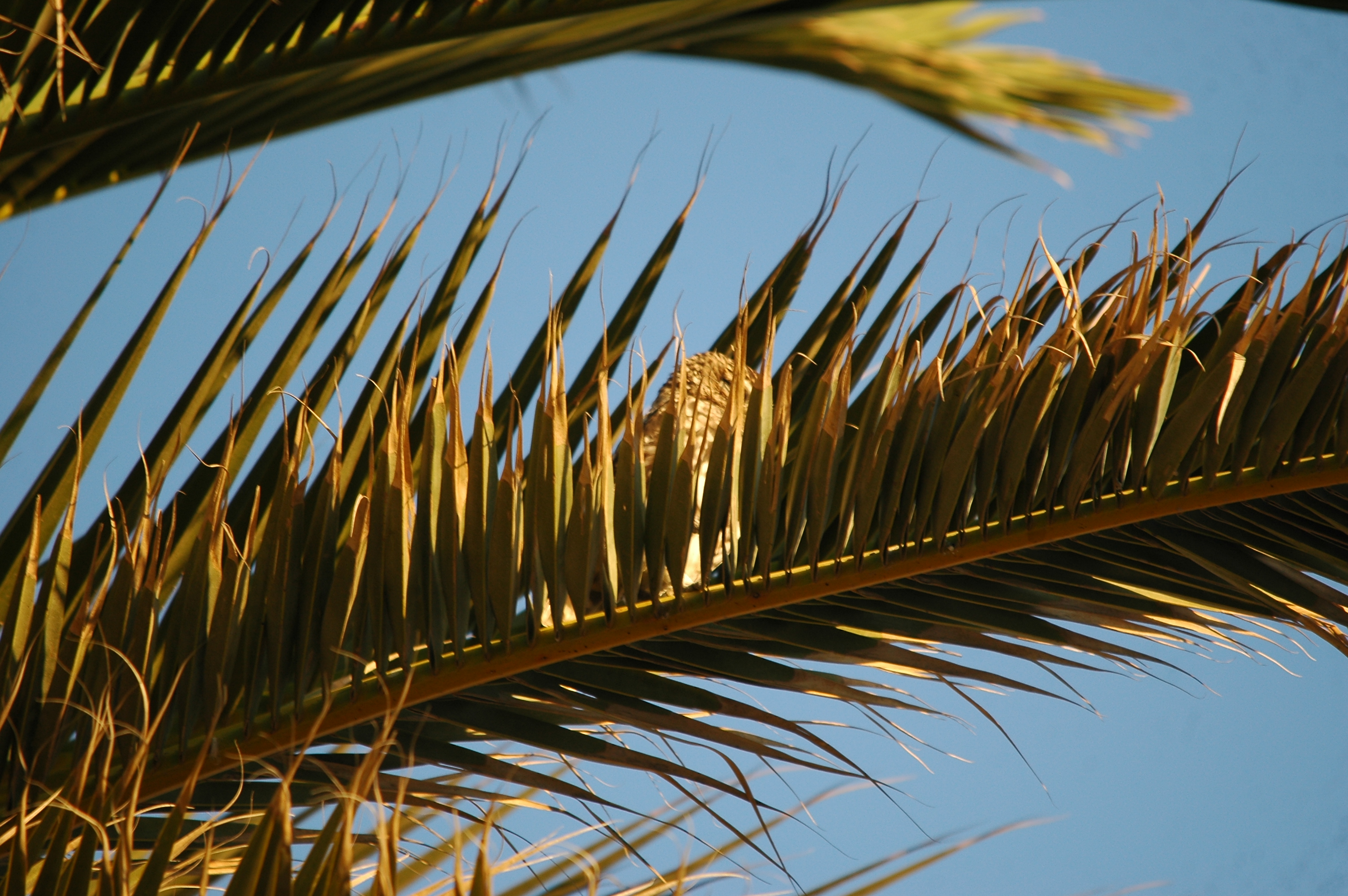 photos/wildlife/Bird_Species/085-Typical_Owls/2790-Little_Owl/20090923-Spain-10.jpg