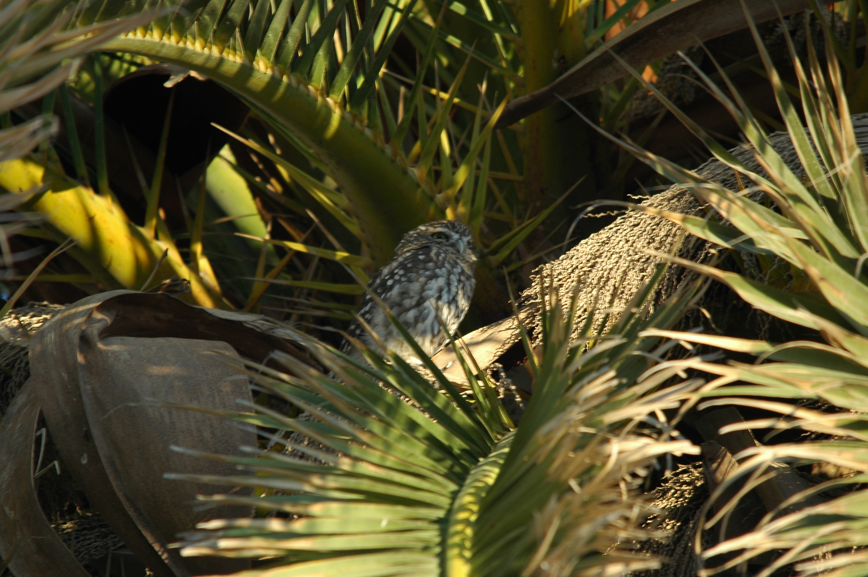 photos/wildlife/Bird_Species/085-Typical_Owls/2790-Little_Owl/20090923-Spain-11.jpg