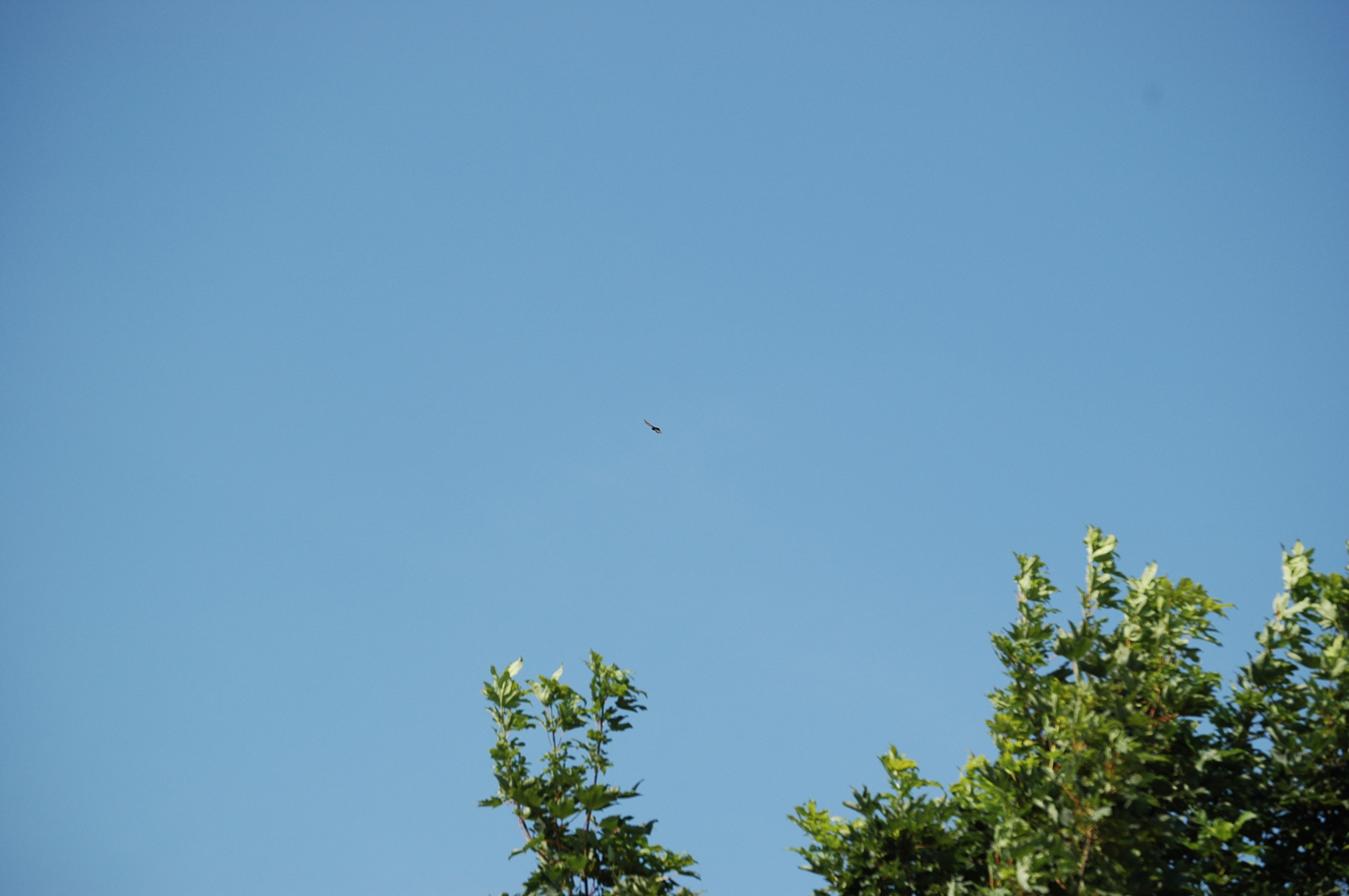 photos/wildlife/Bird_Species/092-Swifts/3040-Common_Swift/DSC_6714.JPG