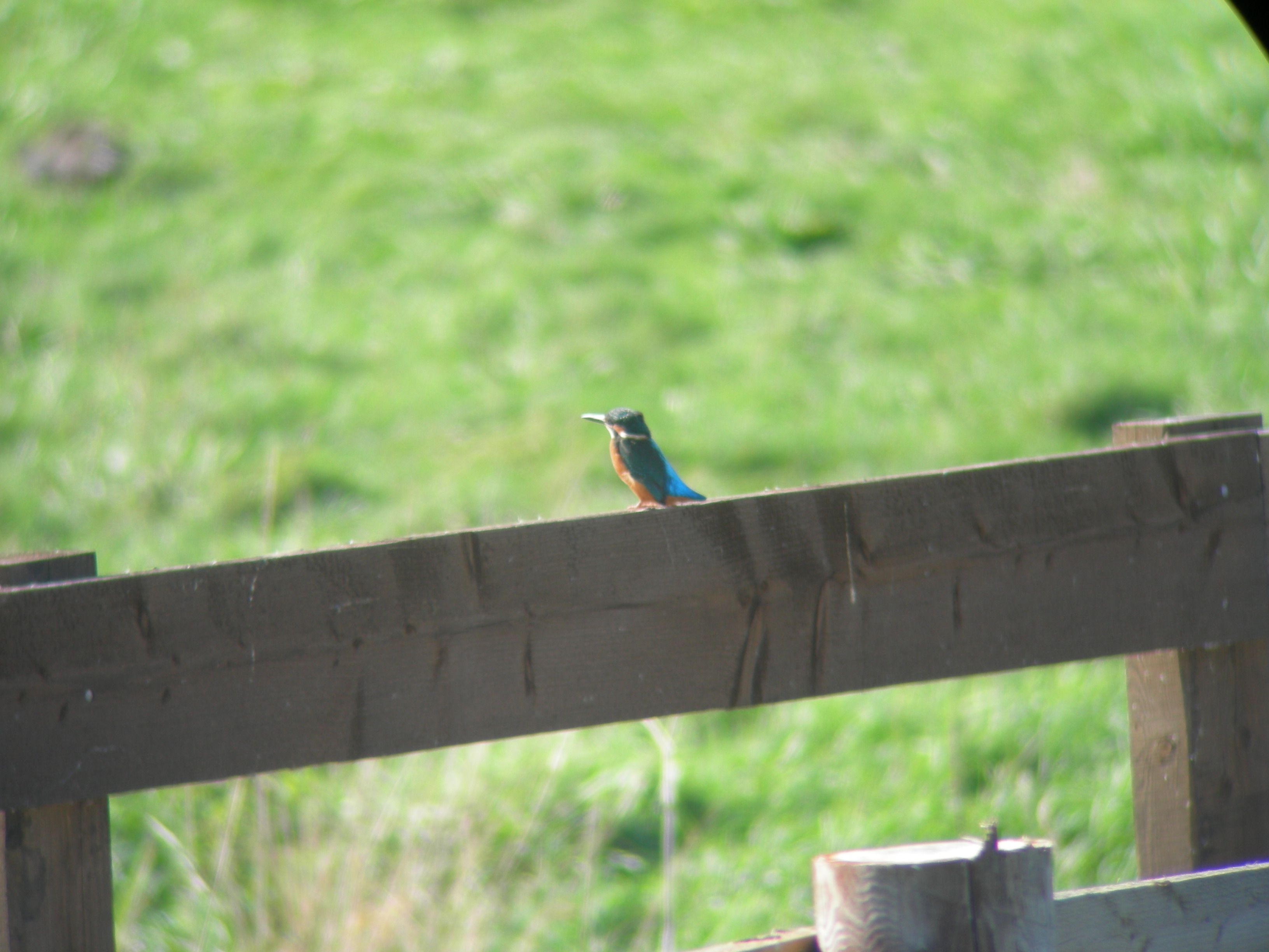 photos/wildlife/Bird_Species/098-Blue-Rufous_Kingfishers/3440-Common_KingFisher/DSCN0026.JPG
