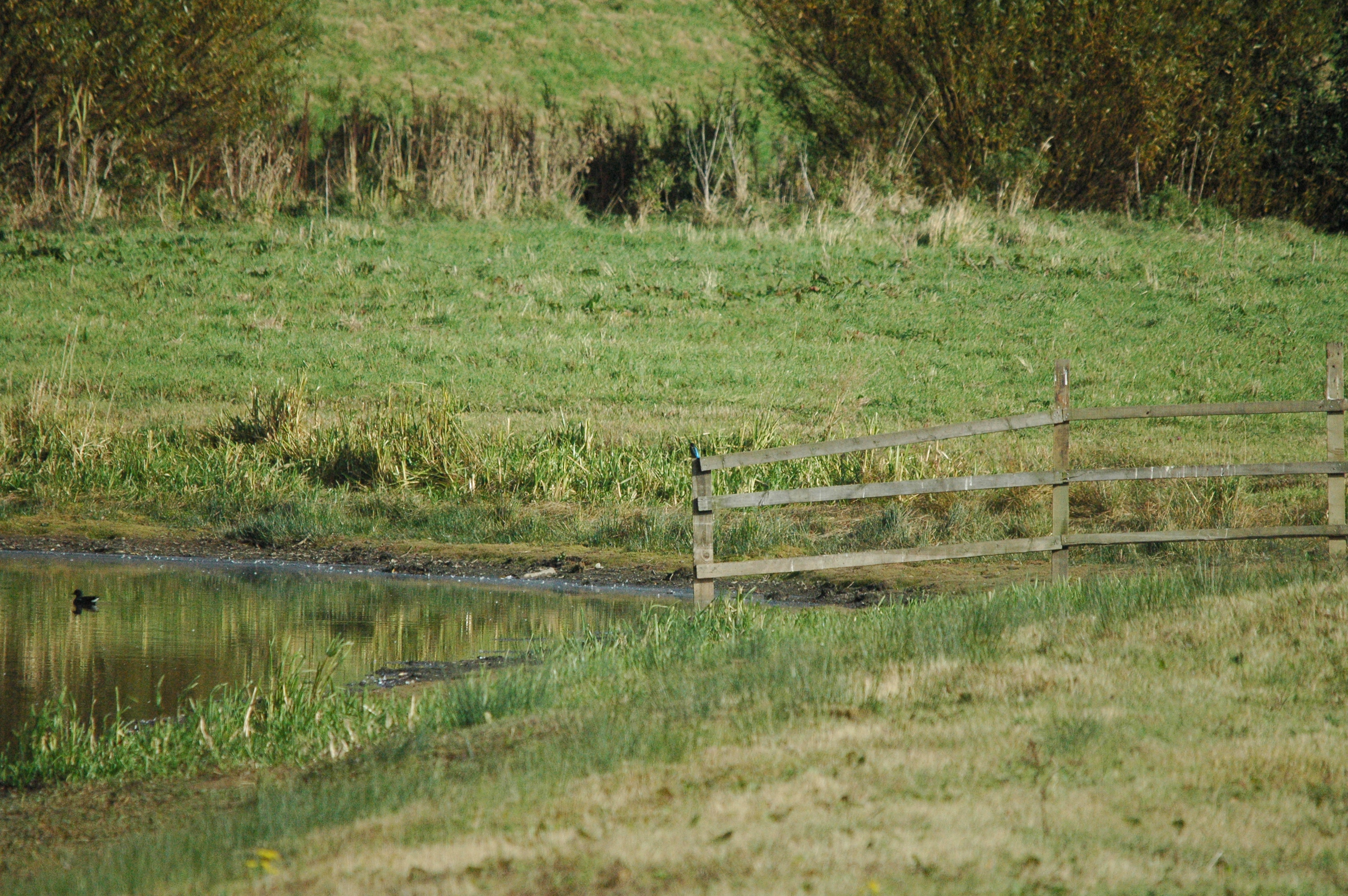photos/wildlife/Bird_Species/098-Blue-Rufous_Kingfishers/3440-Common_KingFisher/dsc_1323.jpg