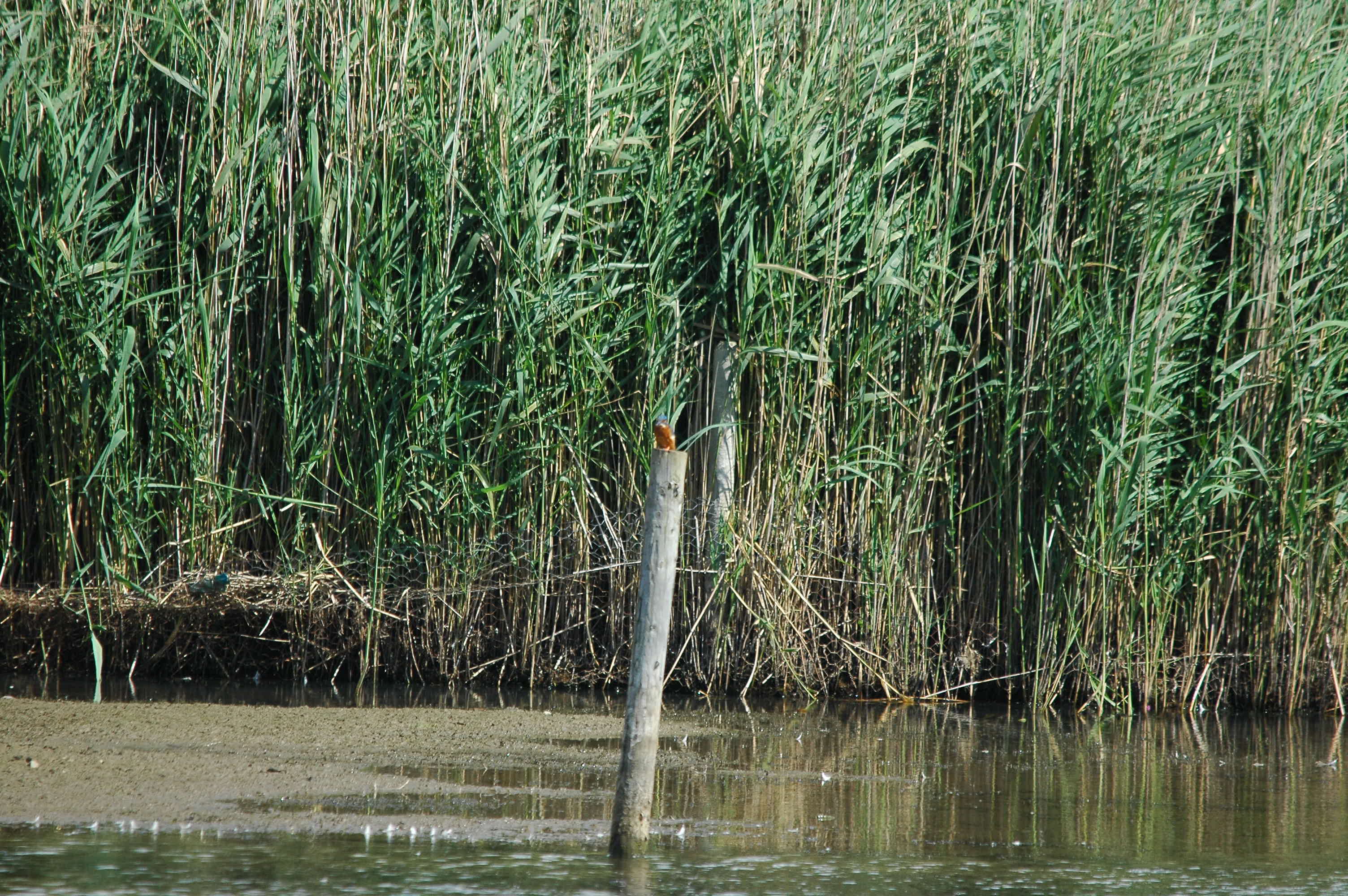 photos/wildlife/Bird_Species/098-Blue-Rufous_Kingfishers/3440-Common_KingFisher/dsc_2964.jpg