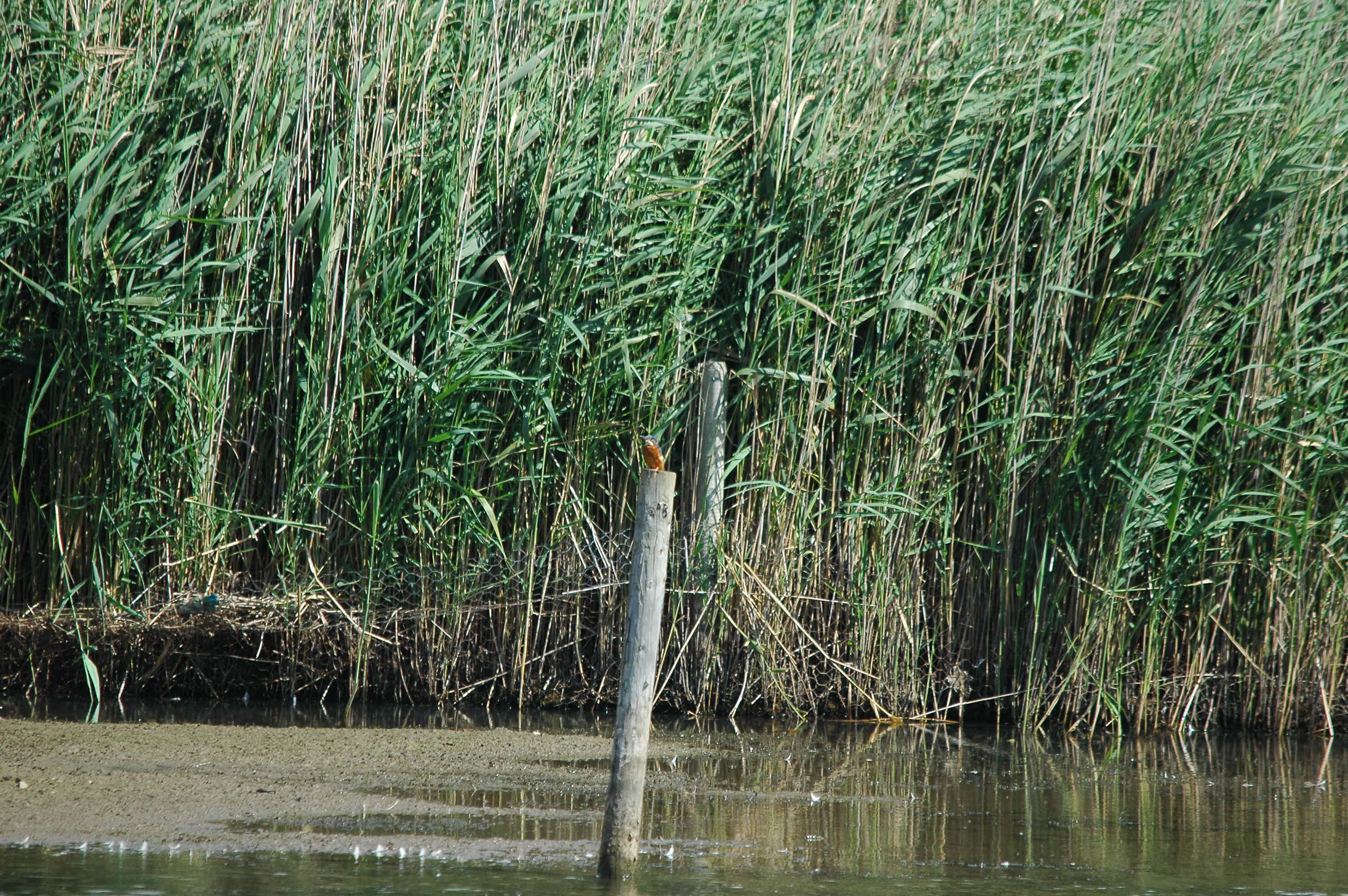 photos/wildlife/Bird_Species/098-Blue-Rufous_Kingfishers/3440-Common_KingFisher/dsc_2965.jpg