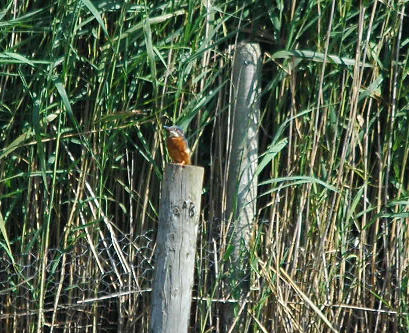 photos/wildlife/Bird_Species/098-Blue-Rufous_Kingfishers/3440-Common_KingFisher/dsc_2965_sm.jpeg