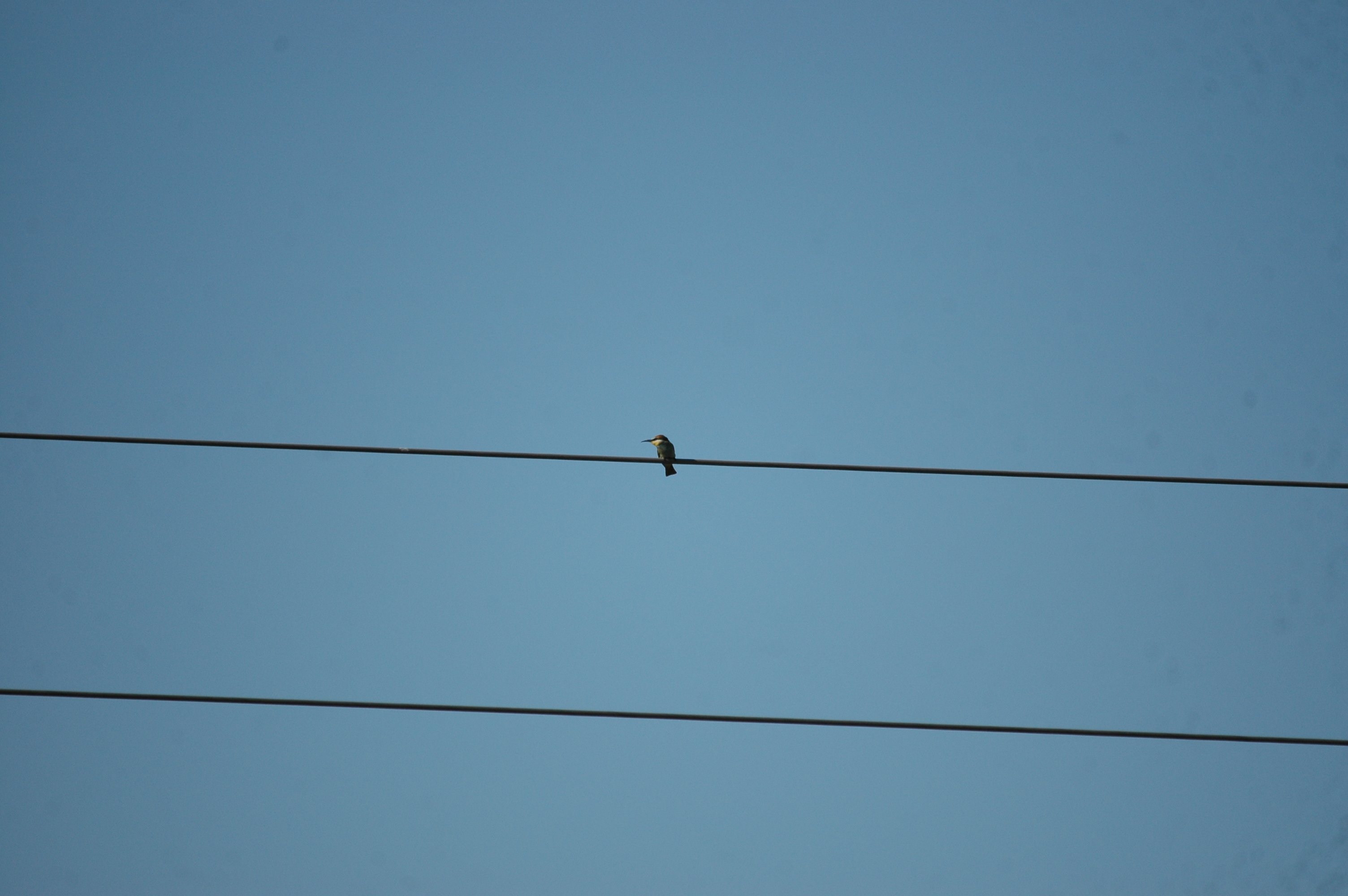 photos/wildlife/Bird_Species/102-Bee-eaters/3562-European_Bee-eater/20090922-Spain-01.jpg