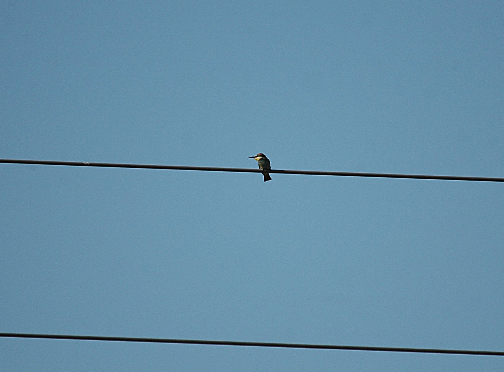 photos/wildlife/Bird_Species/102-Bee-eaters/3562-European_Bee-eater/20090922-Spain-01_sm.jpg