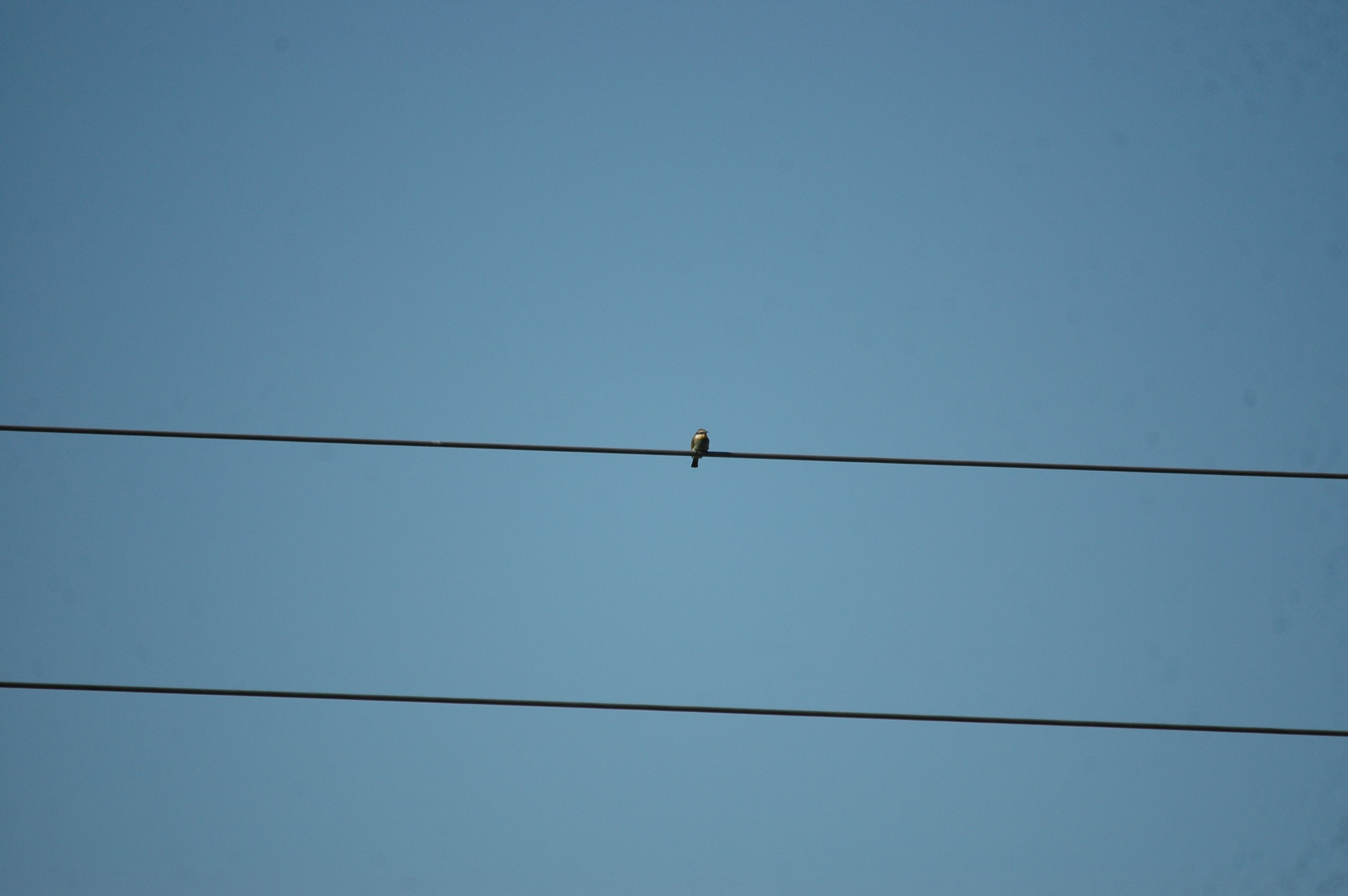photos/wildlife/Bird_Species/102-Bee-eaters/3562-European_Bee-eater/20090922-Spain-02.jpg