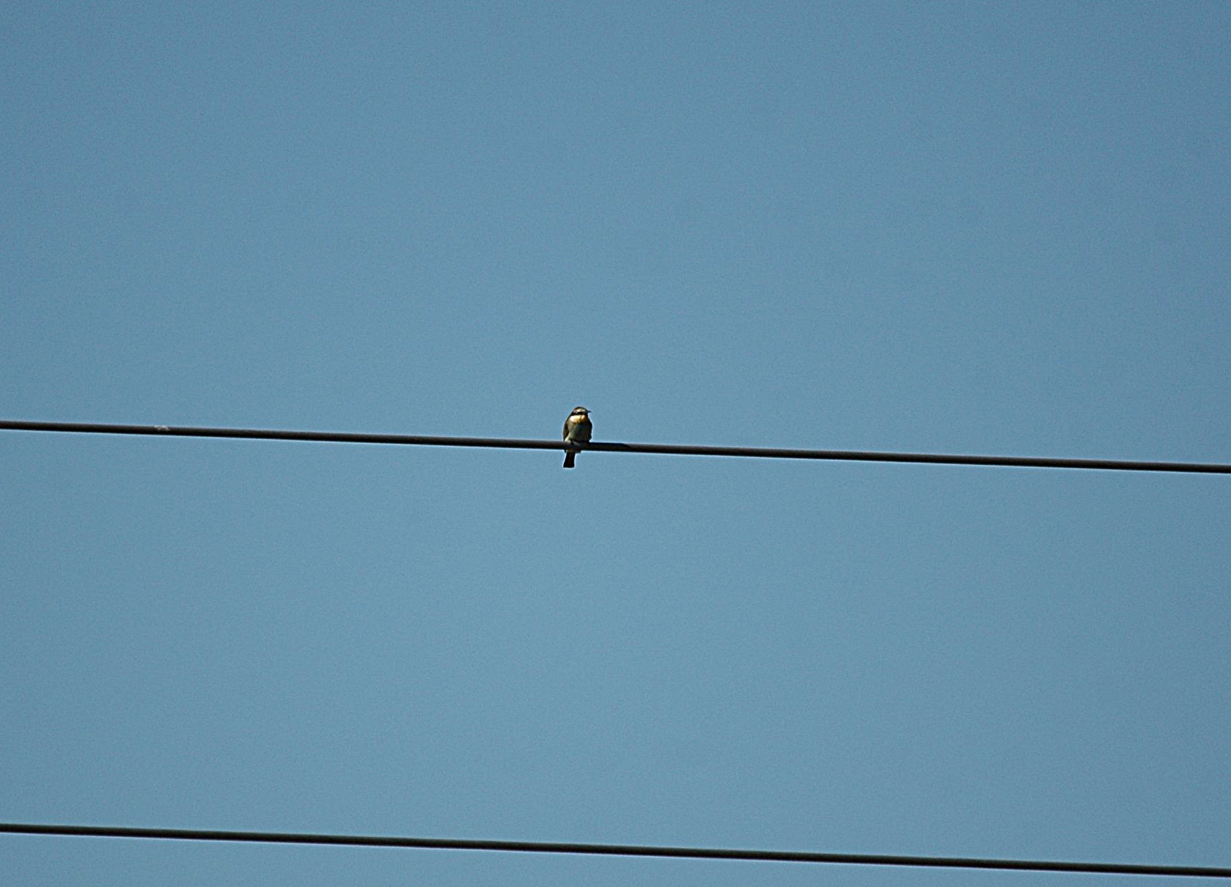 photos/wildlife/Bird_Species/102-Bee-eaters/3562-European_Bee-eater/20090922-Spain-02_sm.jpg