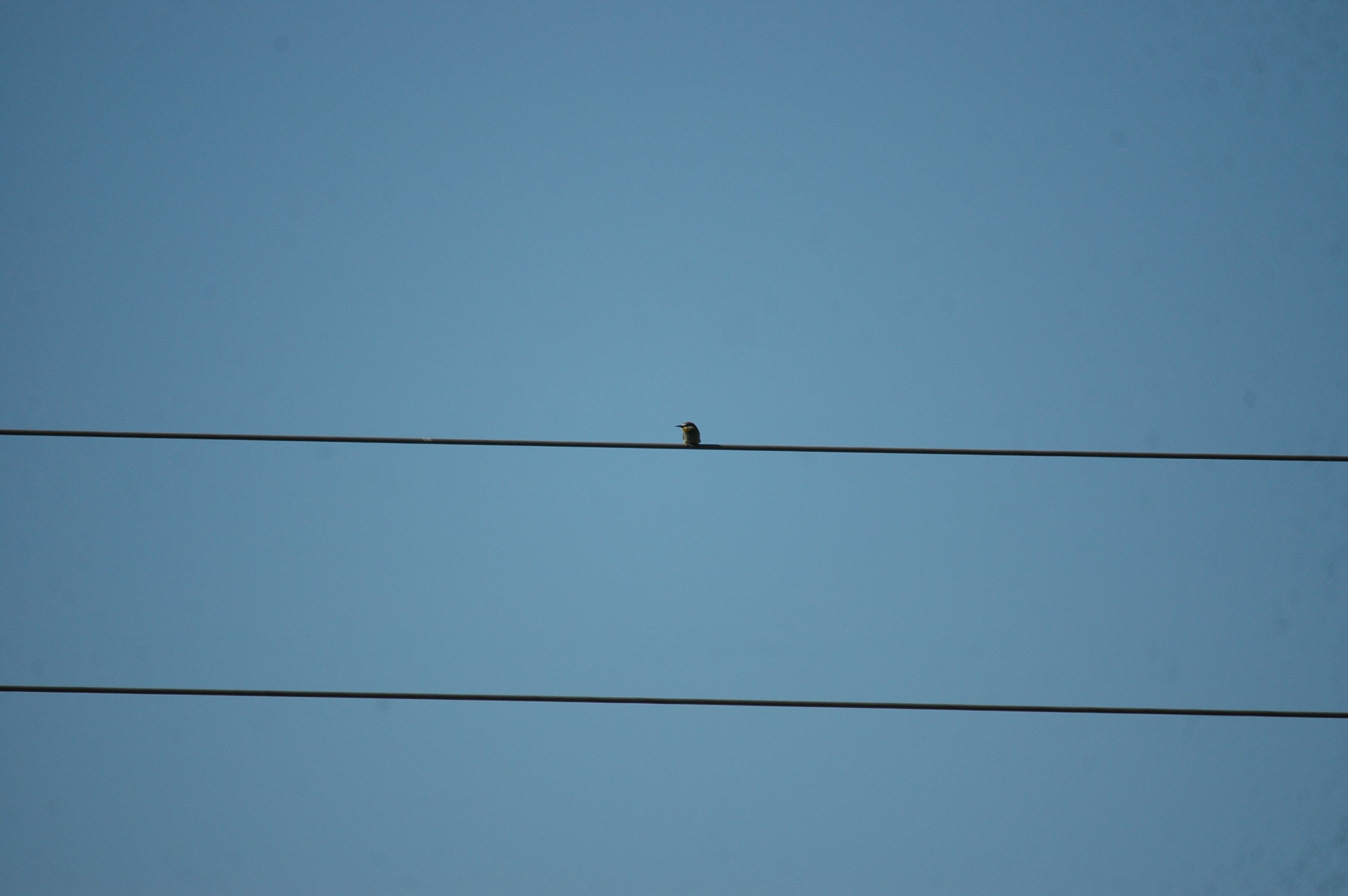 photos/wildlife/Bird_Species/102-Bee-eaters/3562-European_Bee-eater/20090922-Spain-03.jpg