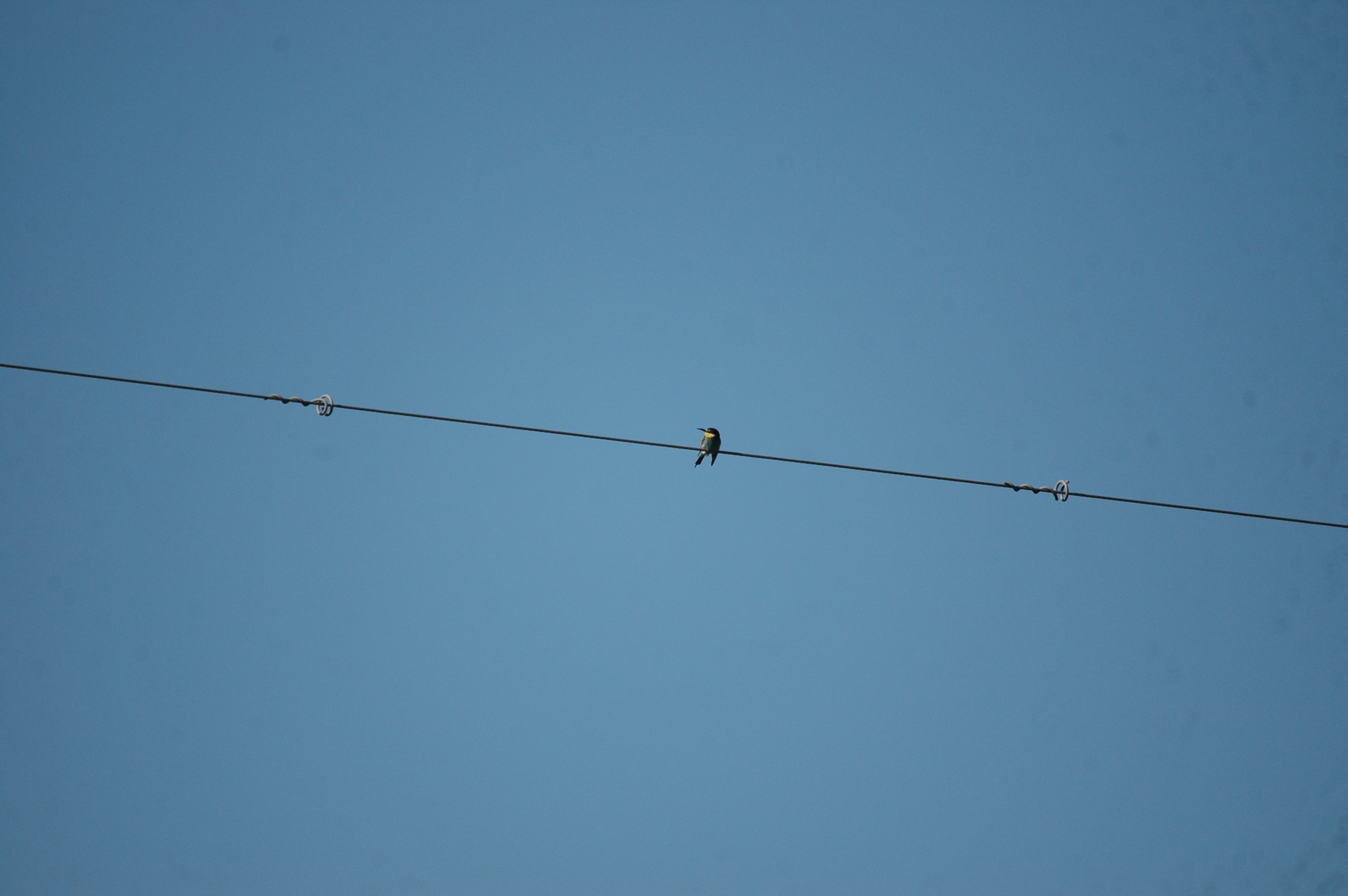 photos/wildlife/Bird_Species/102-Bee-eaters/3562-European_Bee-eater/20090922-Spain-04.jpg