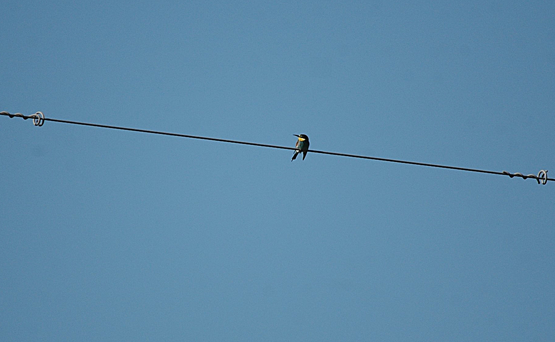 photos/wildlife/Bird_Species/102-Bee-eaters/3562-European_Bee-eater/20090922-Spain-04_sm.jpg