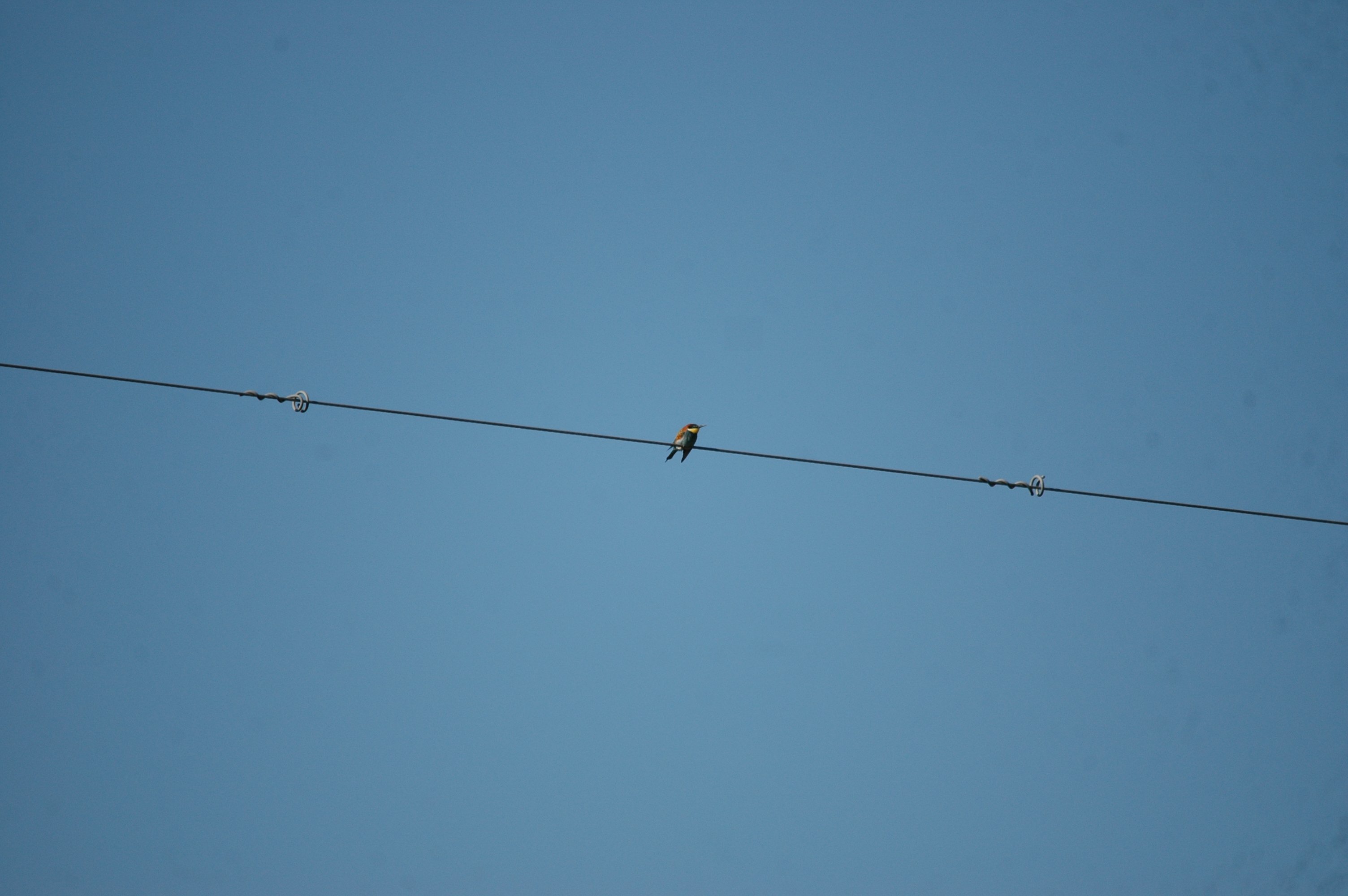 photos/wildlife/Bird_Species/102-Bee-eaters/3562-European_Bee-eater/20090922-Spain-05.jpg