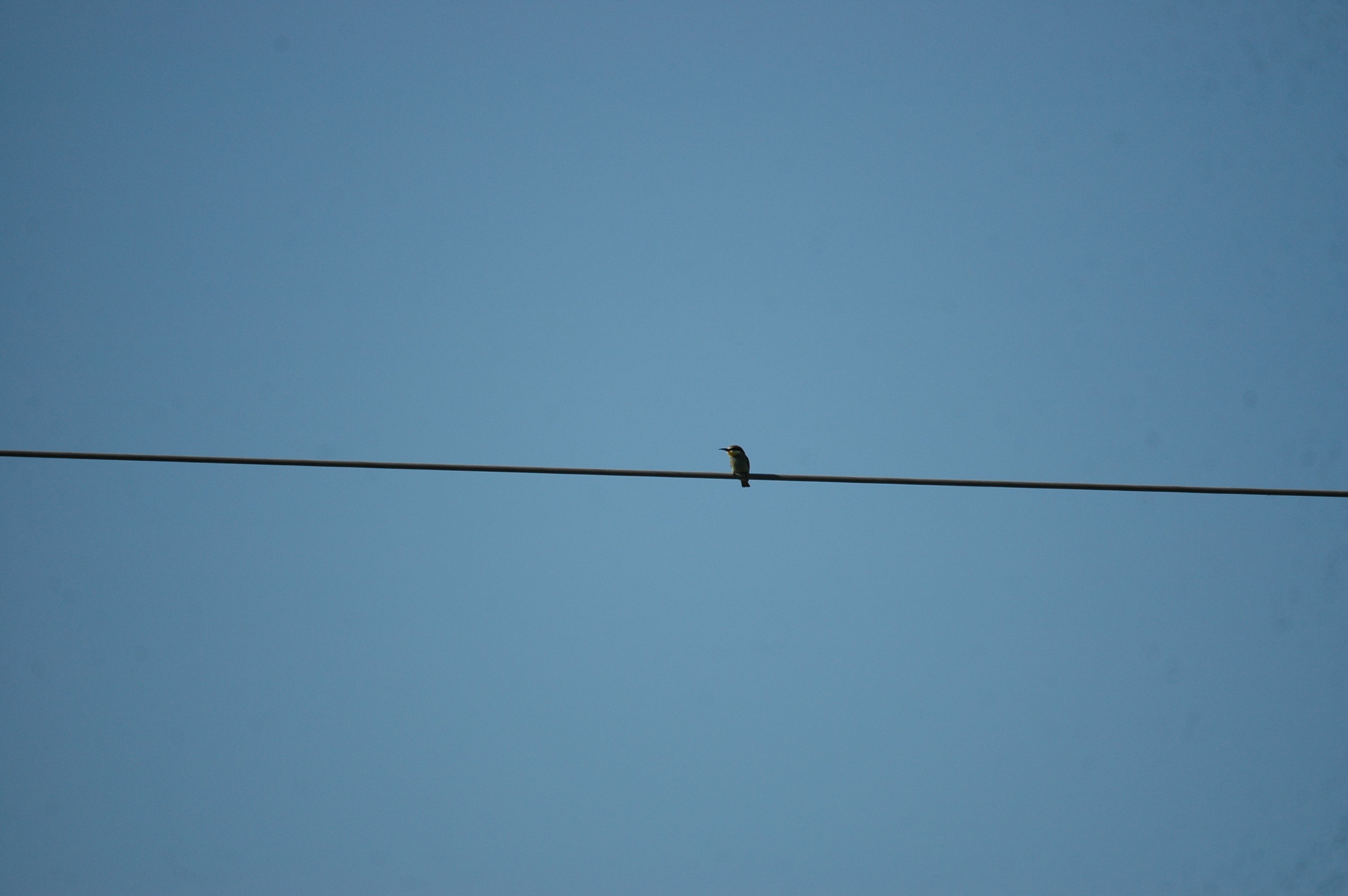 photos/wildlife/Bird_Species/102-Bee-eaters/3562-European_Bee-eater/20090922-Spain-06.jpg