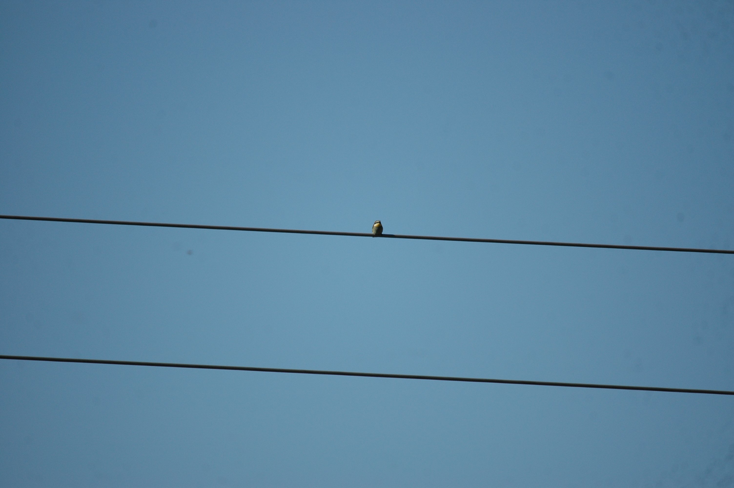 photos/wildlife/Bird_Species/102-Bee-eaters/3562-European_Bee-eater/20090922-Spain-07.jpg