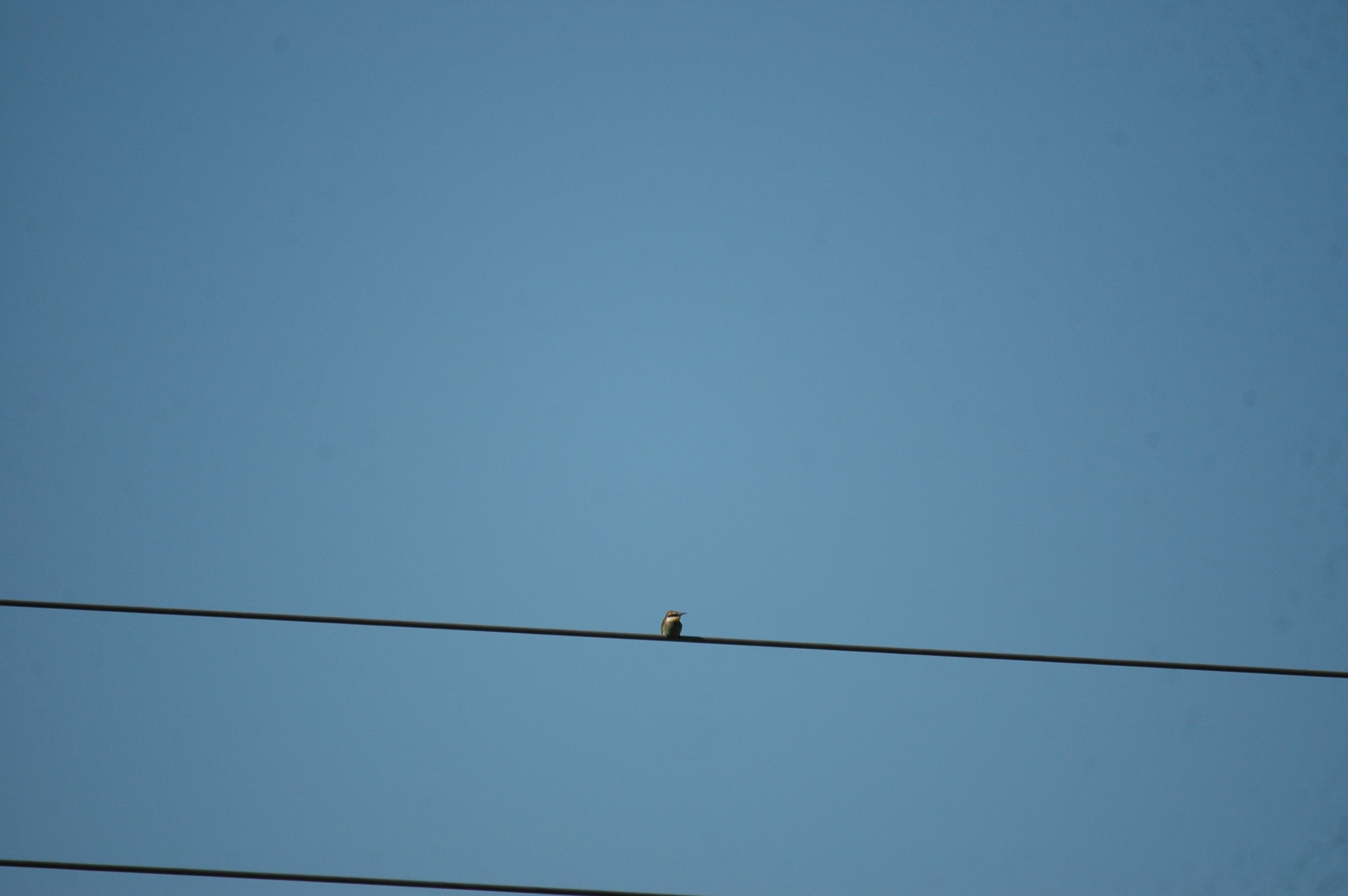 photos/wildlife/Bird_Species/102-Bee-eaters/3562-European_Bee-eater/20090922-Spain-08.jpg