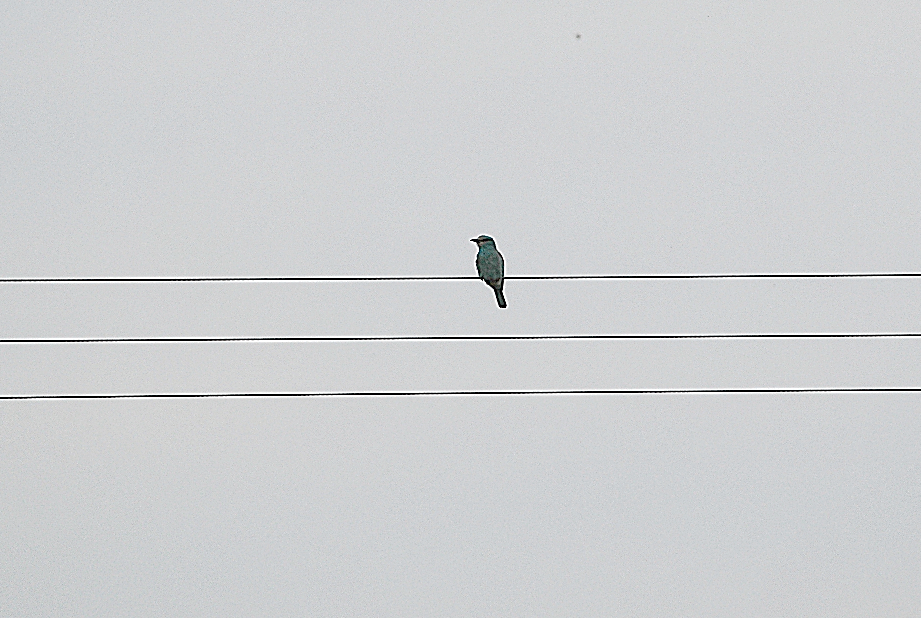 photos/wildlife/Bird_Species/103-Rollers/3567-European_Roller/20060427-Lesvos-01_sm.jpg