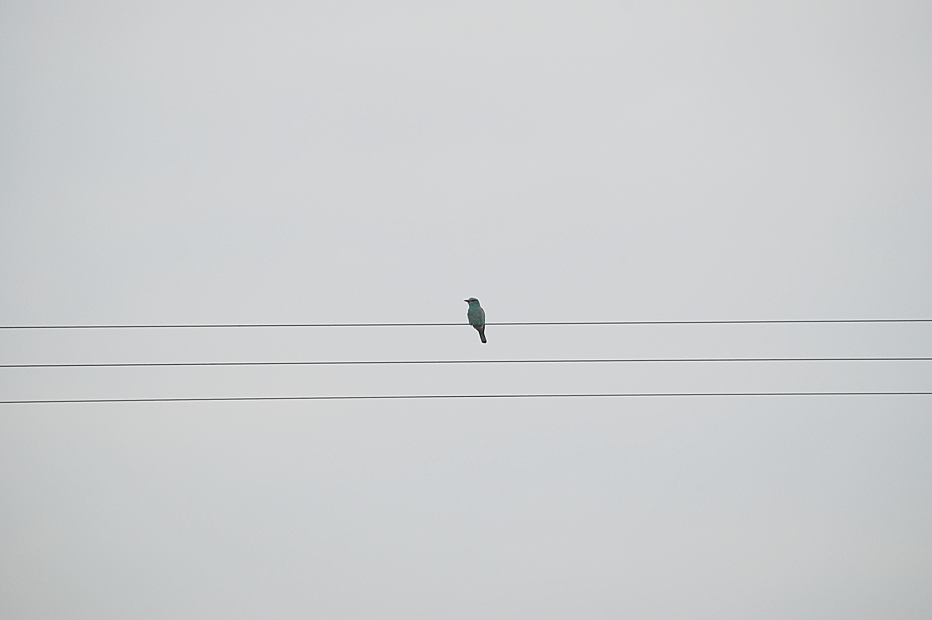 photos/wildlife/Bird_Species/103-Rollers/3567-European_Roller/20060427-Lesvos-02.jpg