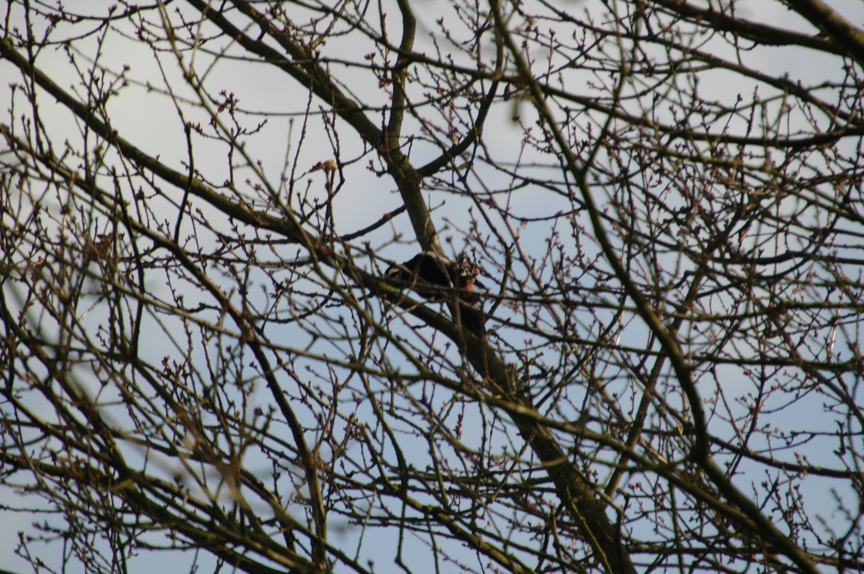 photos/wildlife/Bird_Species/116-Woodpeckers/3953-Great_Spotted_Woodpecker/20060217-Clipstone-01.jpg