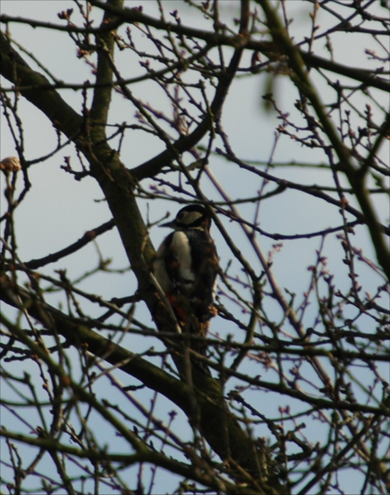 photos/wildlife/Bird_Species/116-Woodpeckers/3953-Great_Spotted_Woodpecker/20060217-Clipstone-02-small.jpg