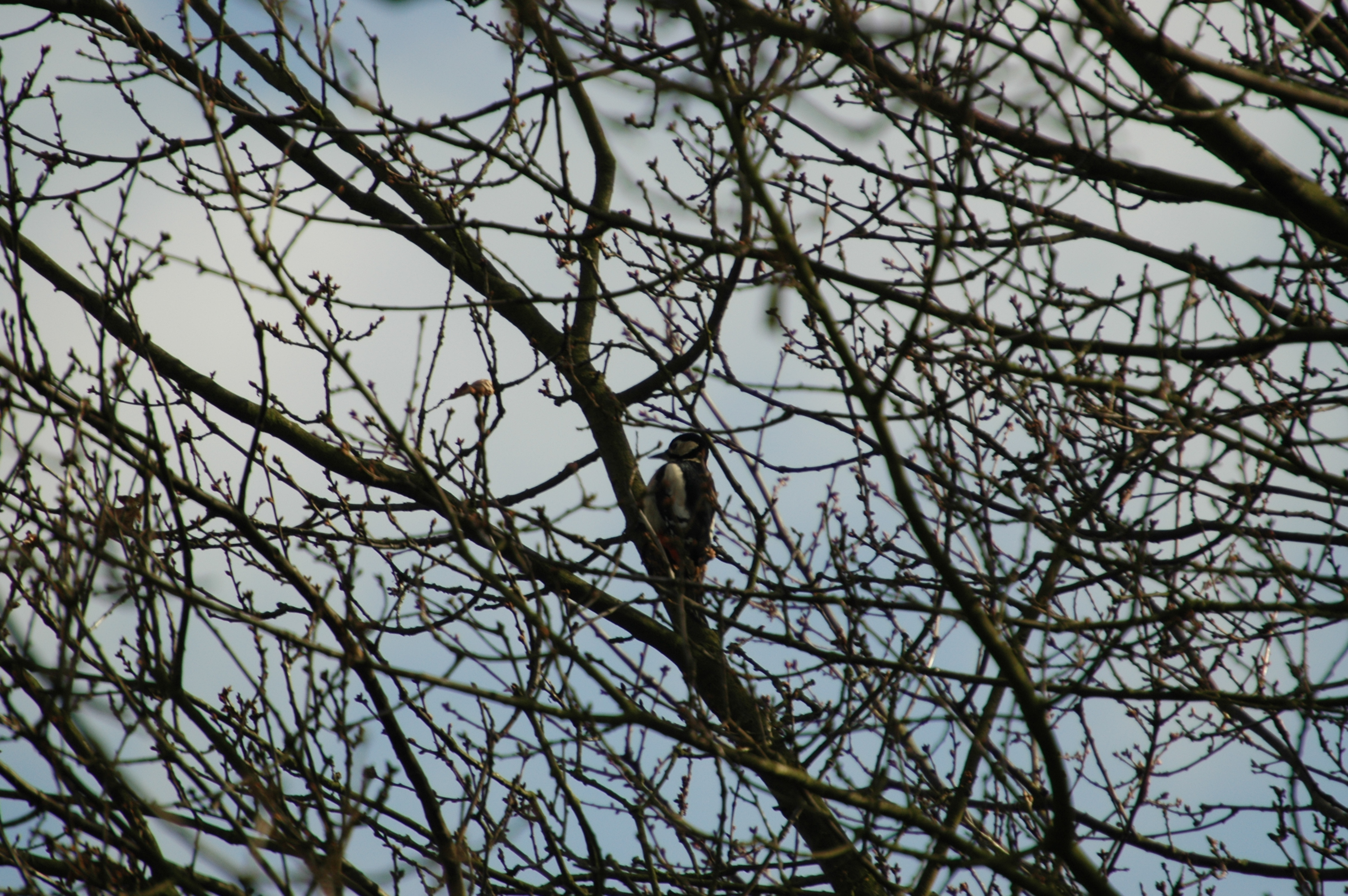 photos/wildlife/Bird_Species/116-Woodpeckers/3953-Great_Spotted_Woodpecker/20060217-Clipstone-02.jpg