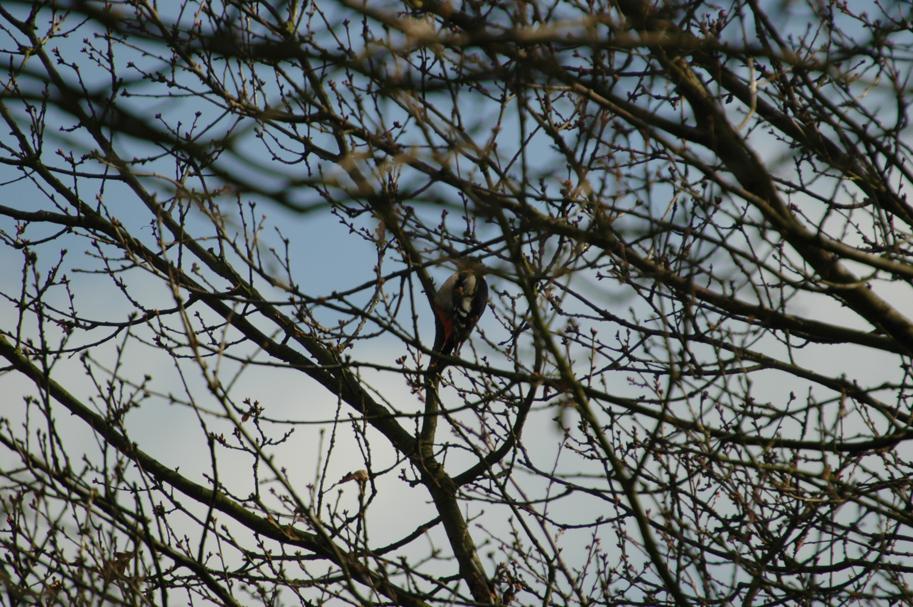 photos/wildlife/Bird_Species/116-Woodpeckers/3953-Great_Spotted_Woodpecker/20060217-Clipstone-03.jpg
